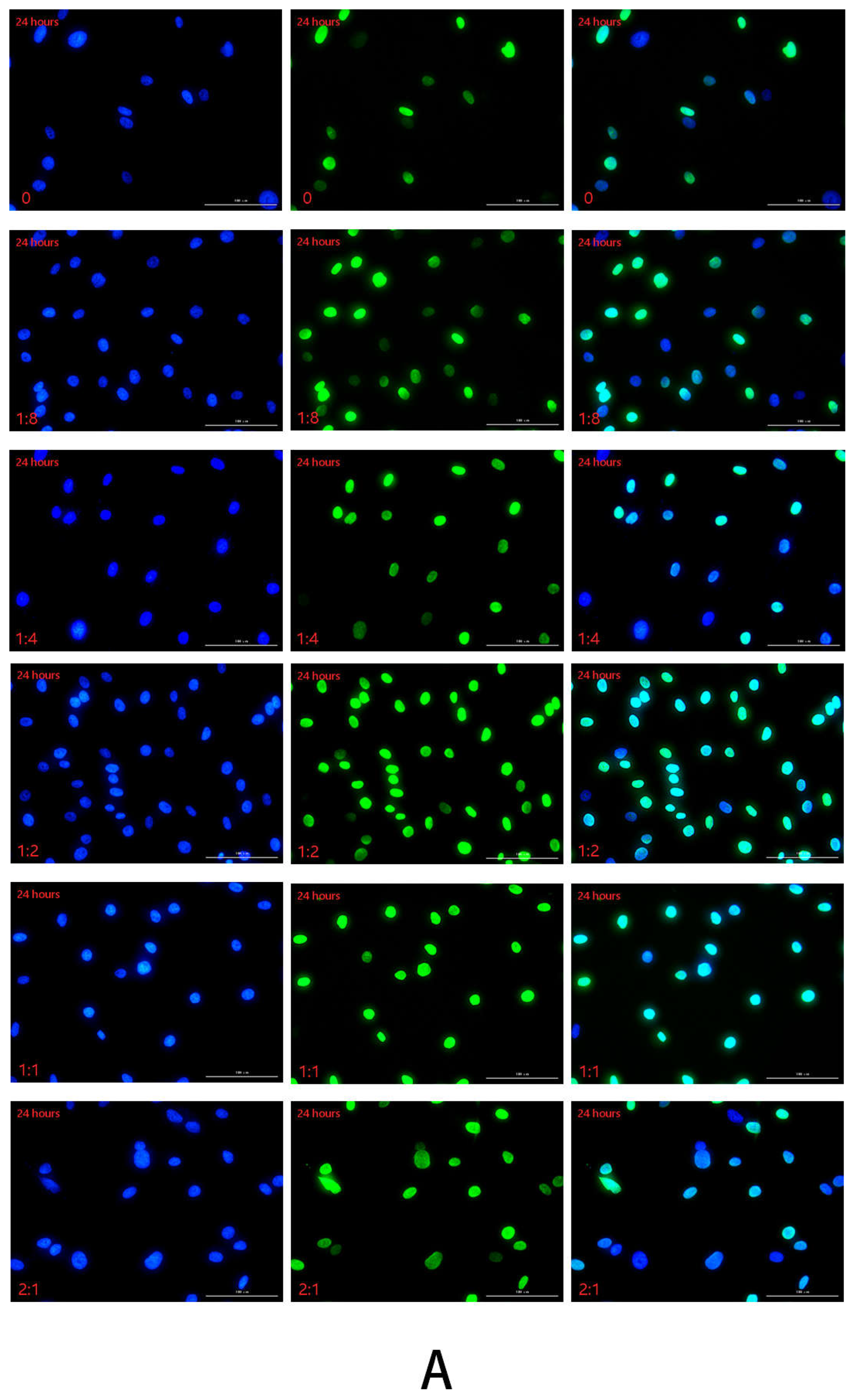 Ijms 23 13995 g004a Ijms 23 13995 g004a