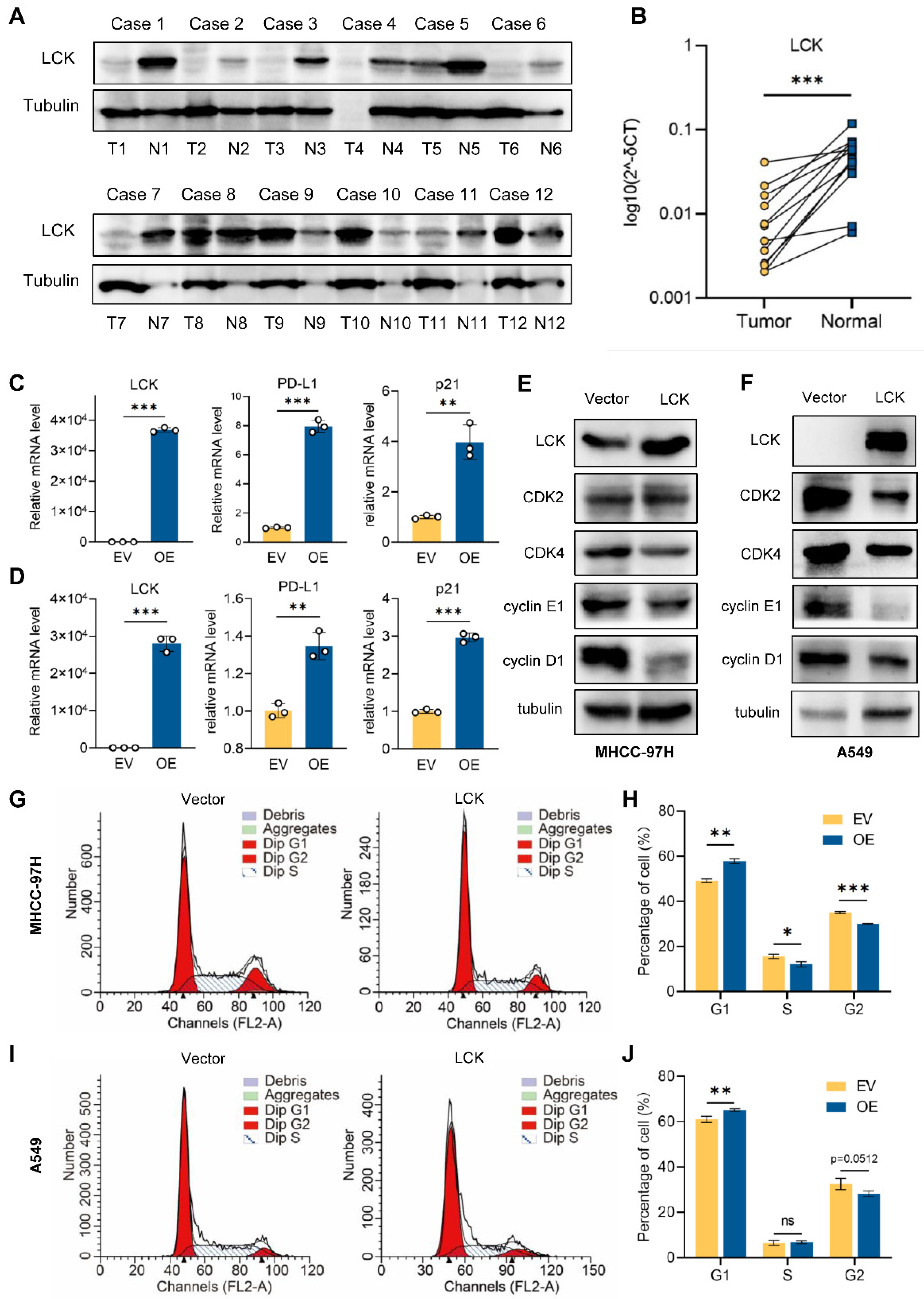 Ijms 23 13998 g011 Ijms 23 13998 g011