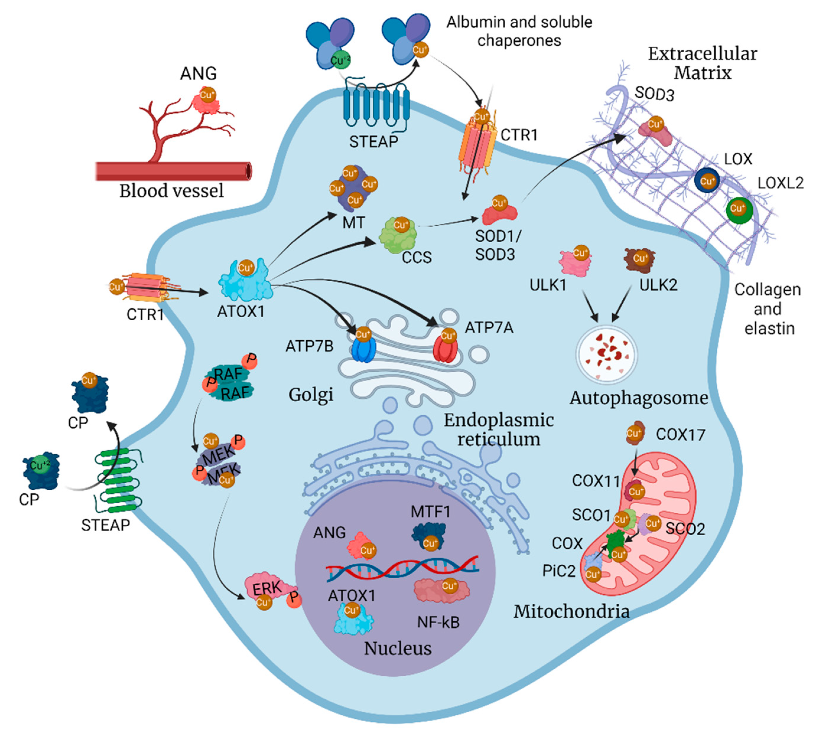 Ijms 23 14012 g001 Ijms 23 14012 g001