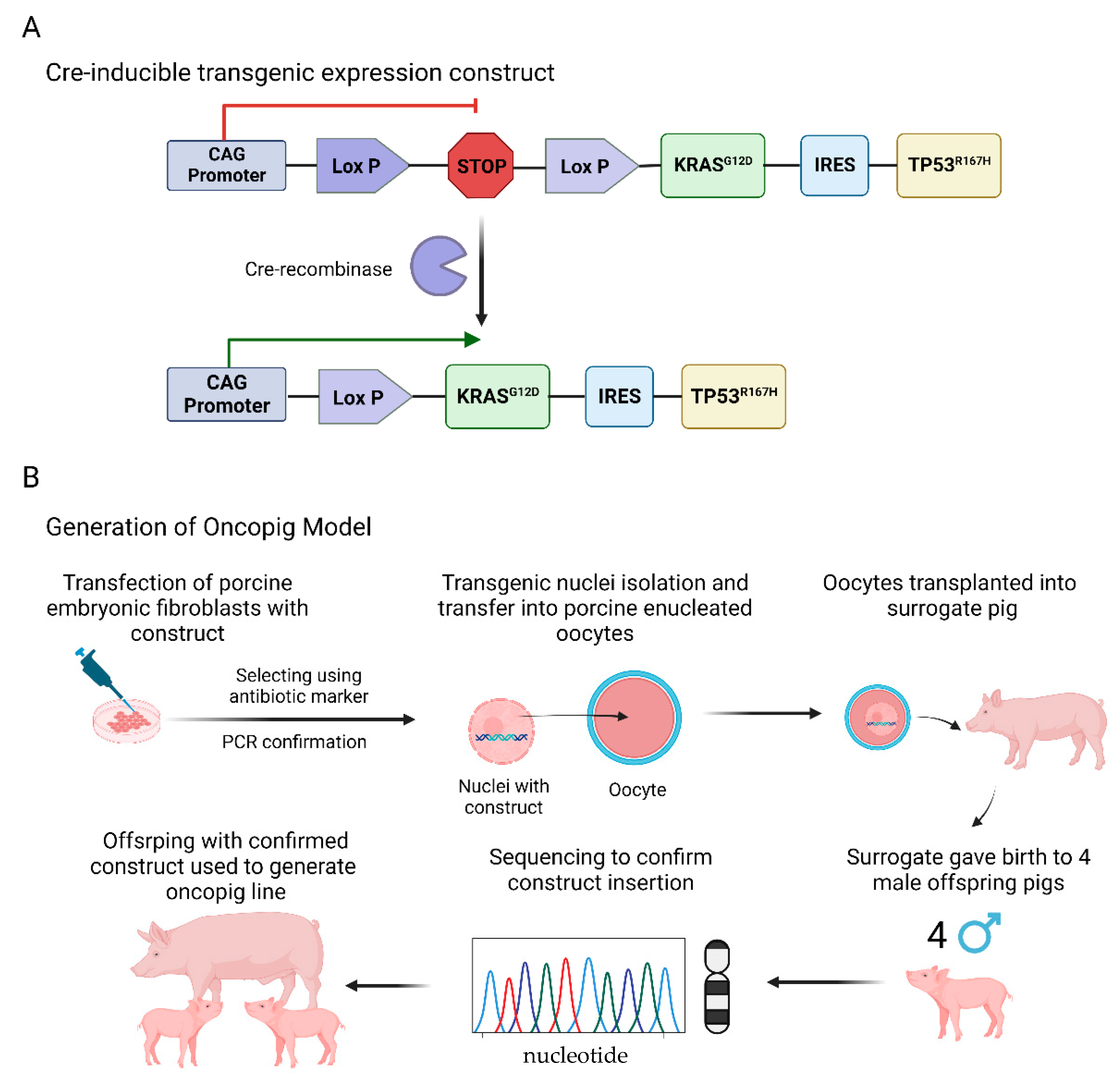 Ijms 23 14012 g002 Ijms 23 14012 g002