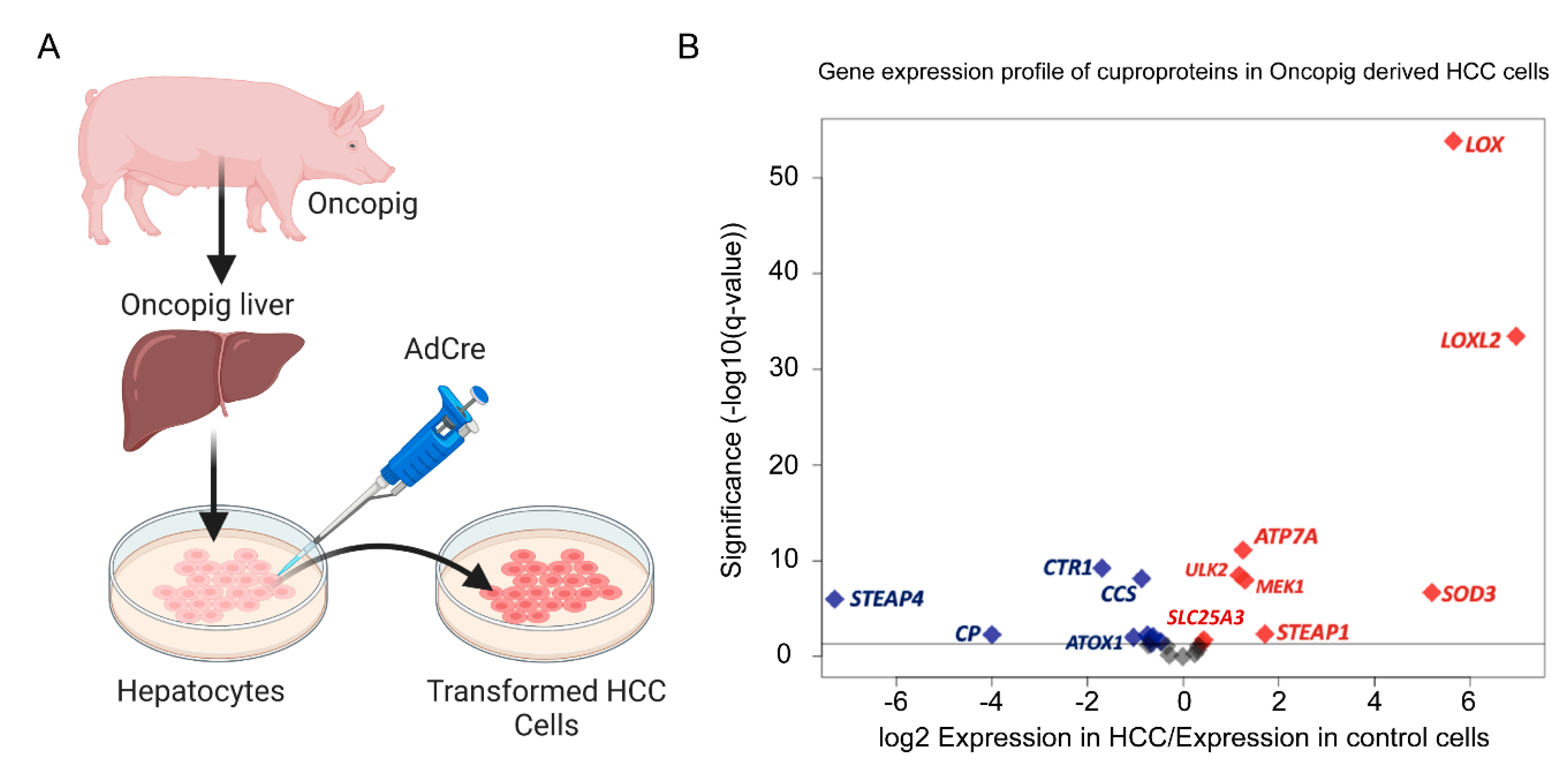 Ijms 23 14012 g004 Ijms 23 14012 g004