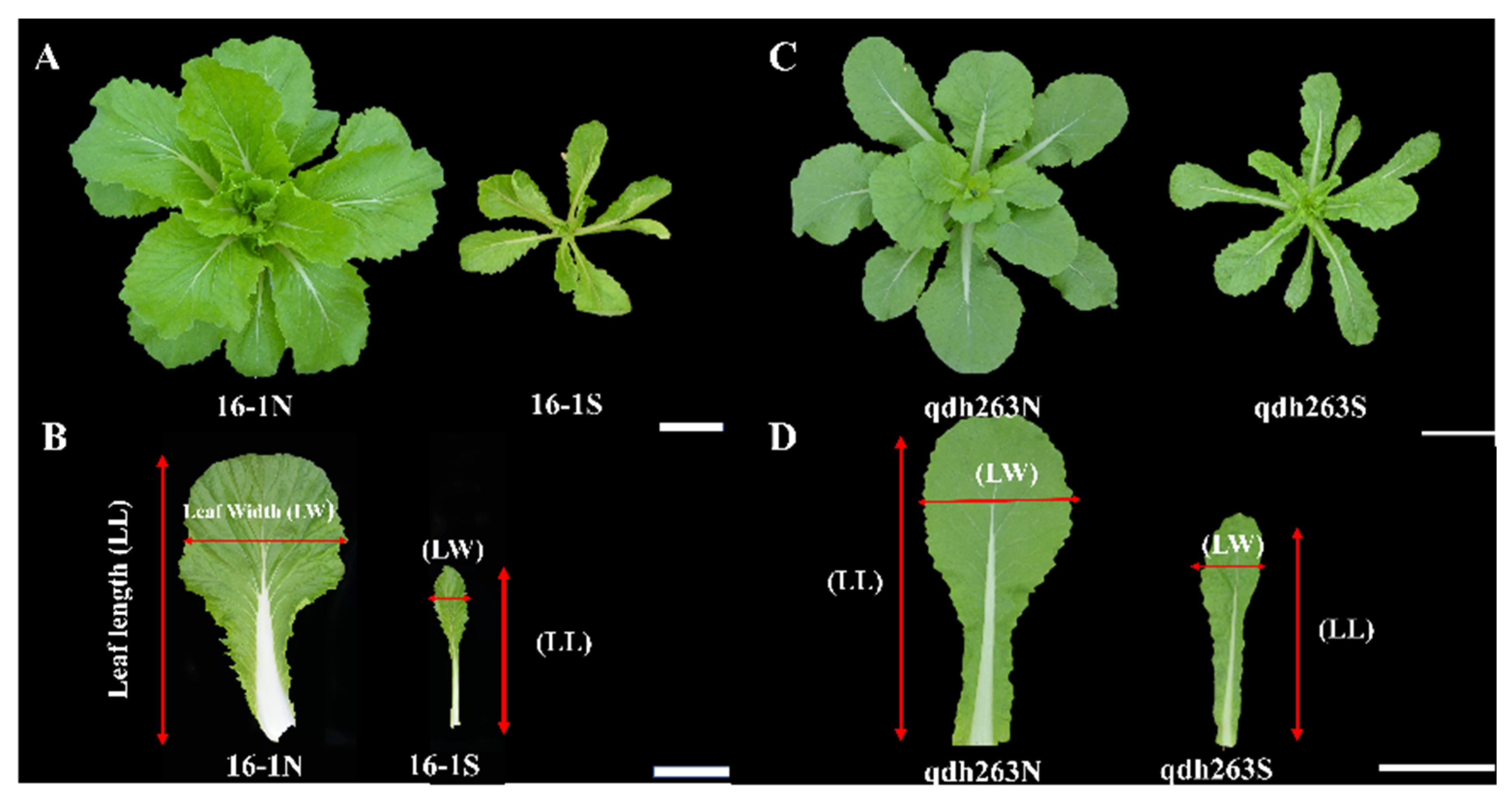 Ijms 23 14017 g011 Ijms 23 14017 g011