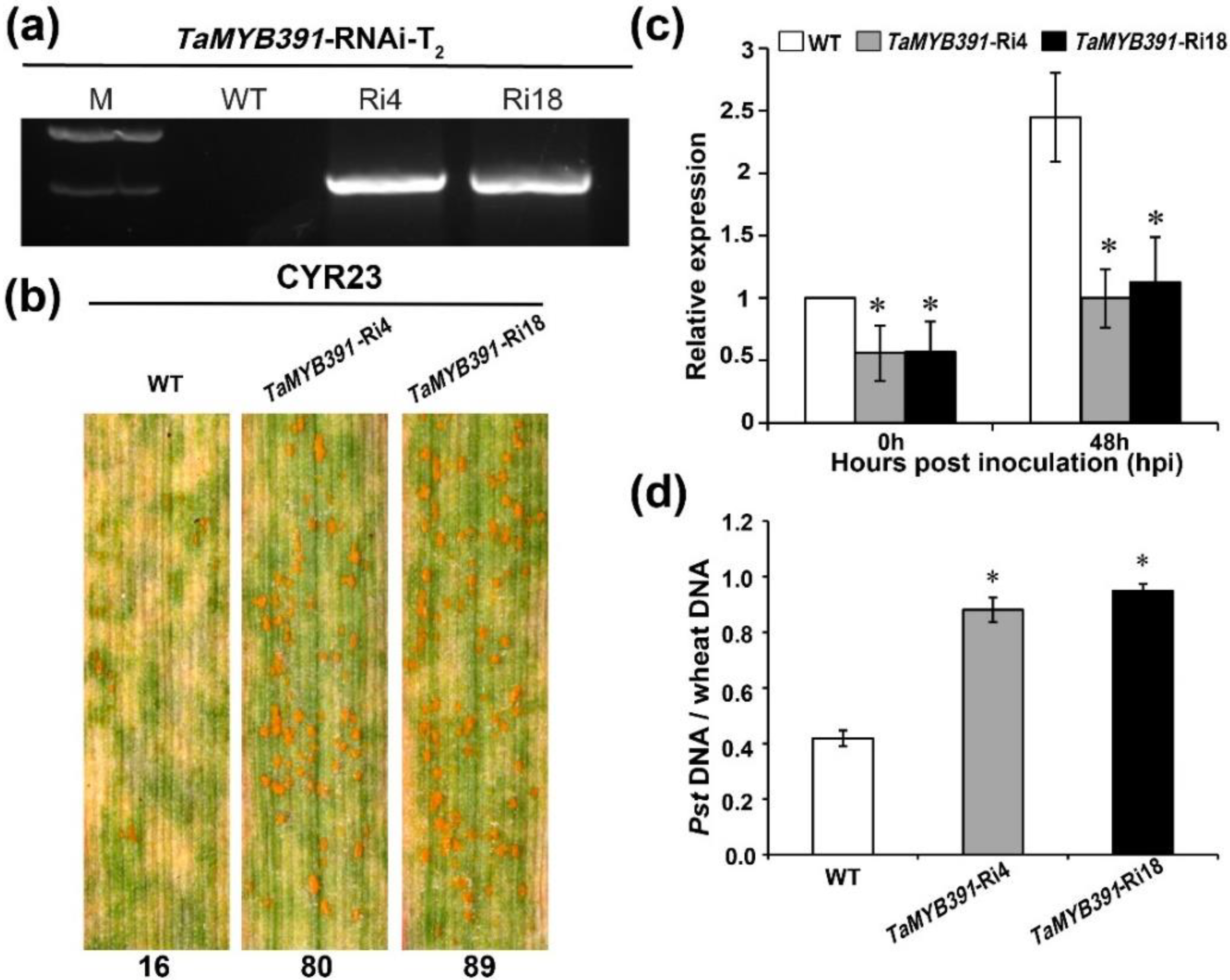 Ijms 23 14070 g004 Ijms 23 14070 g004