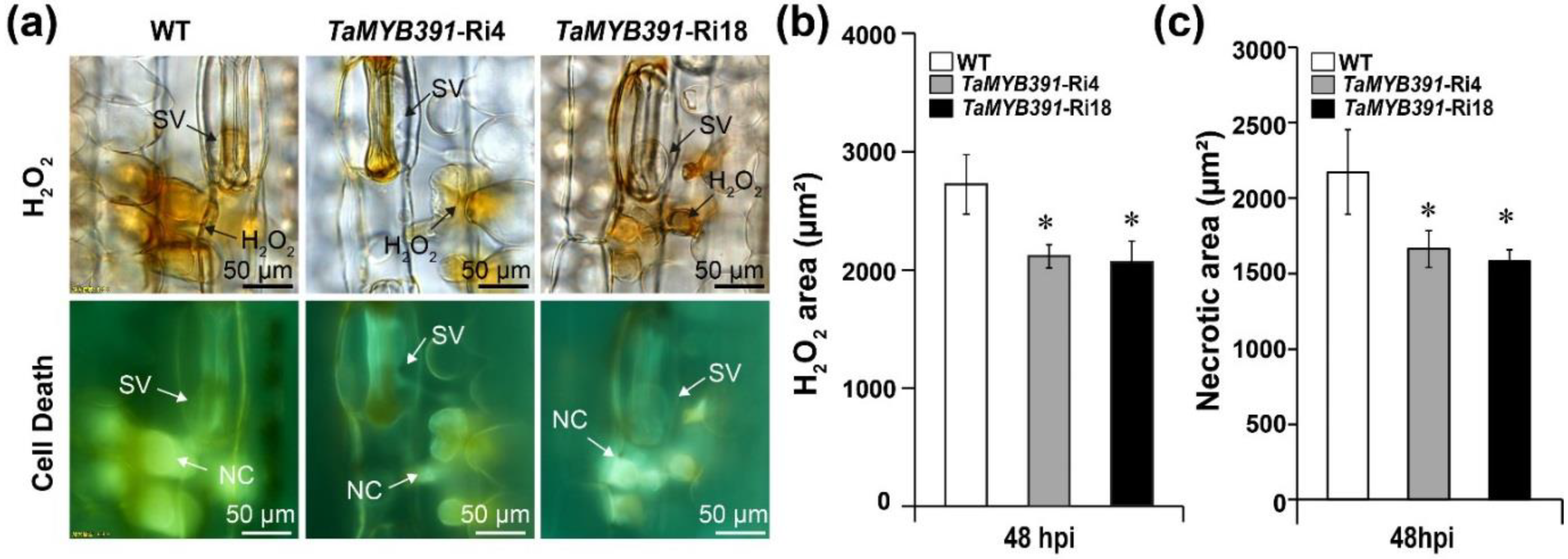 Ijms 23 14070 g007 Ijms 23 14070 g007