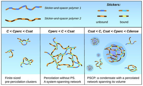 Percolation-induced gel–gel phase separation in a dilute polymer