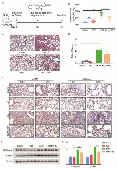 IJMS | Free Full-Text | Fenbendazole Attenuates Bleomycin-Induced ...