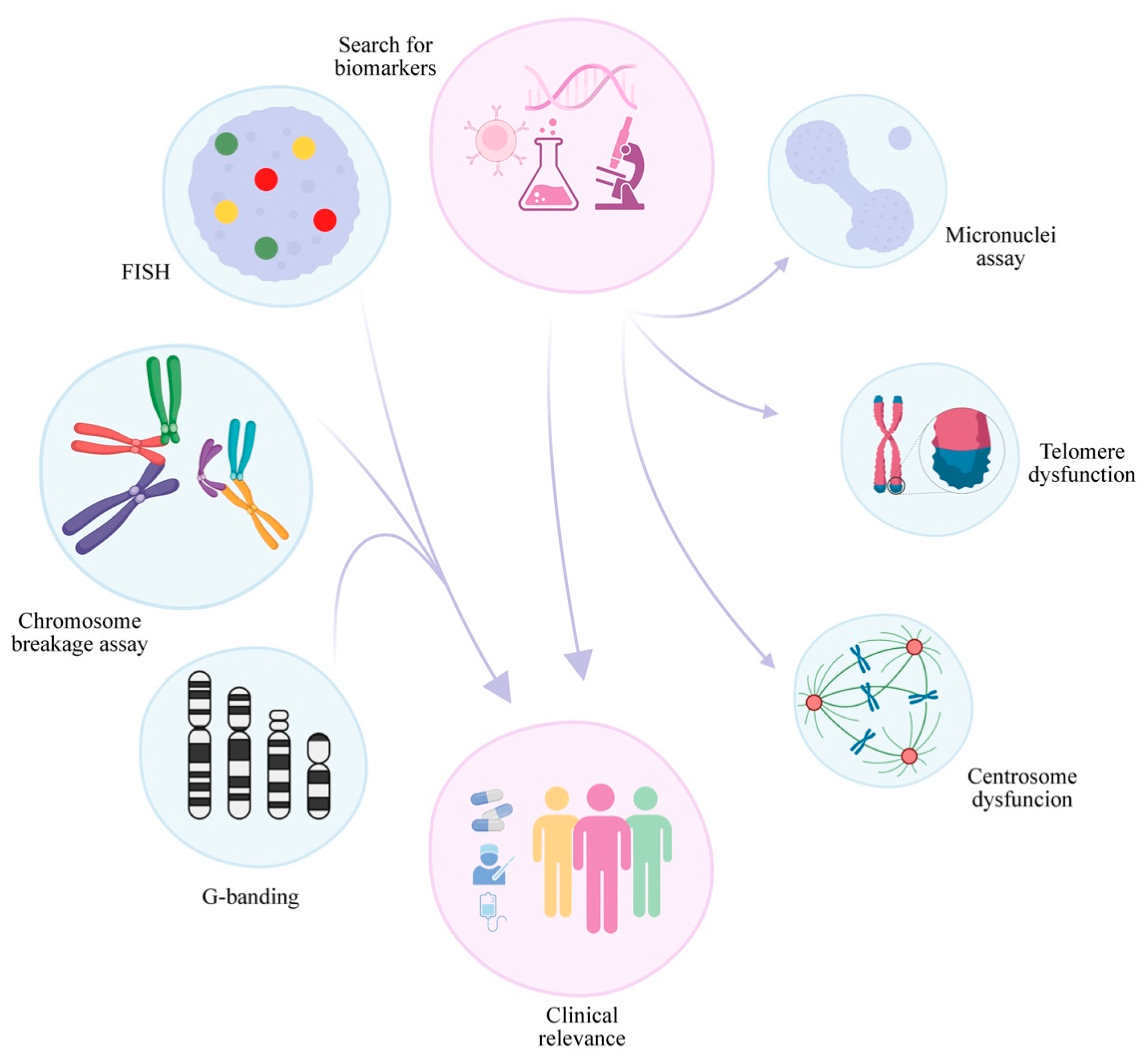 IJMS | Free Full-Text | Cytogenetics In Fanconi Anemia: The Importance ...