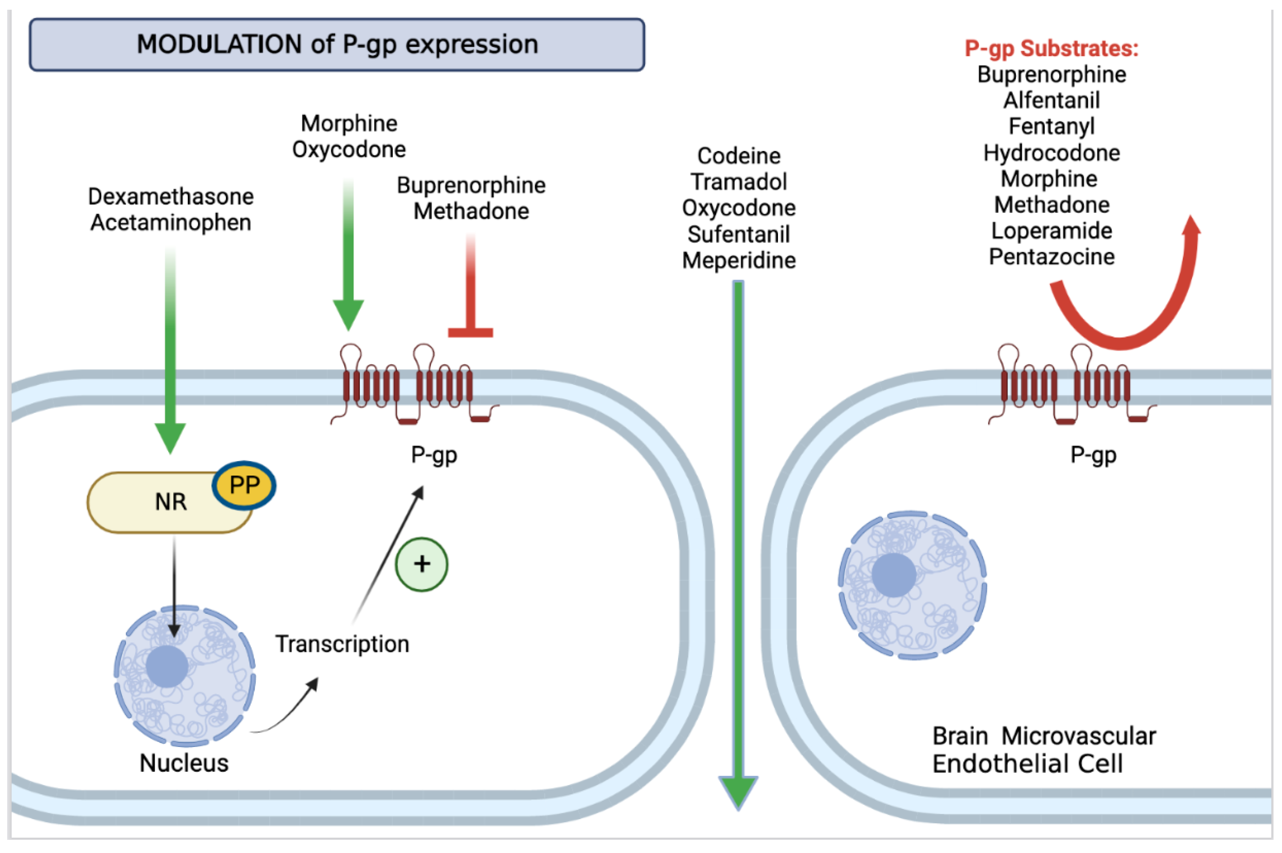 Ijms 23 14125 g001 Ijms 23 14125 g001