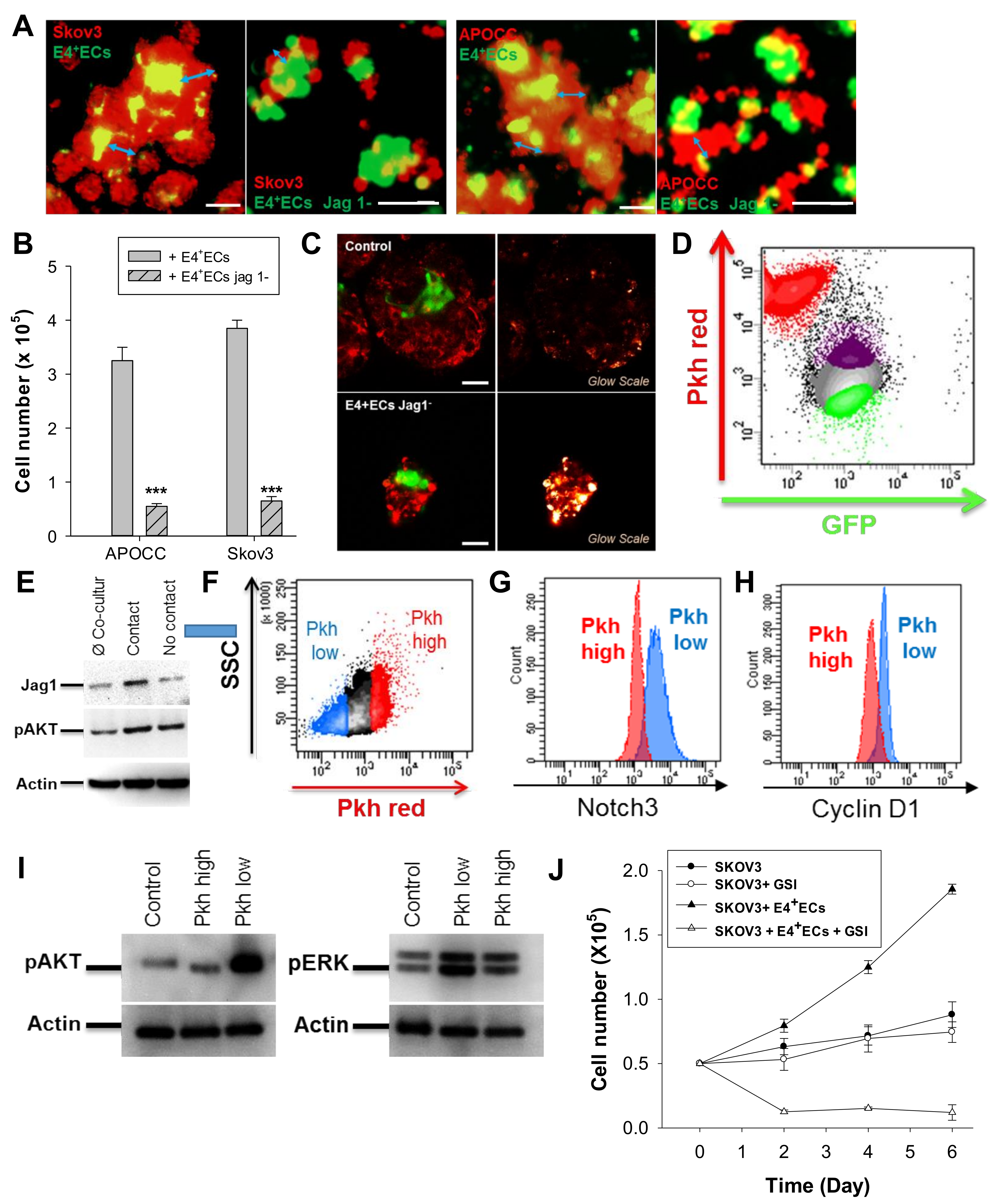 Ijms 23 14173 g002 Ijms 23 14173 g002
