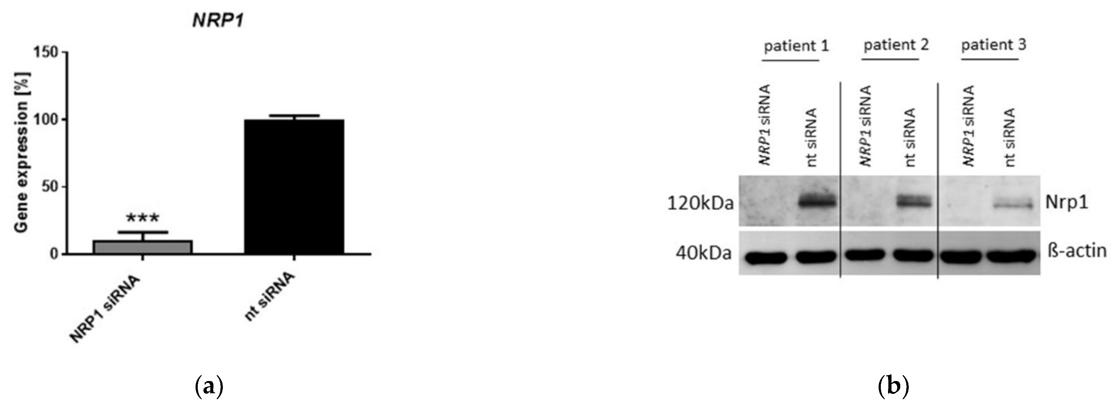 Ijms 23 14180 g003a Ijms 23 14180 g003a