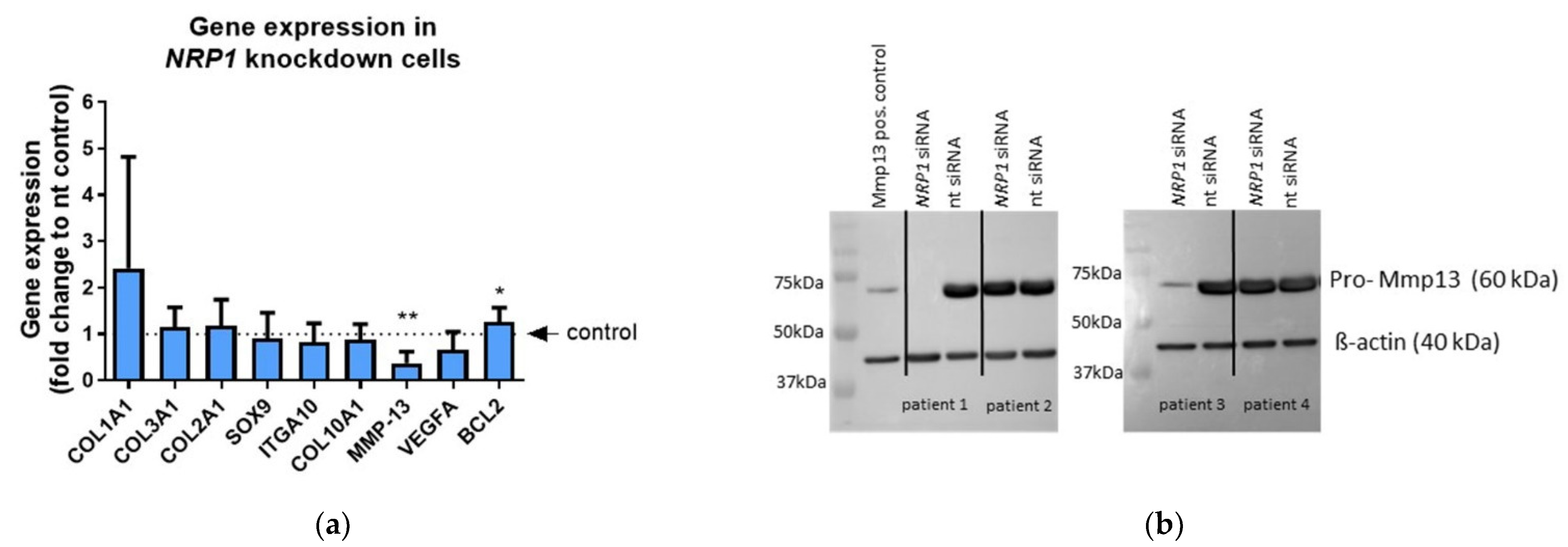 Ijms 23 14180 g004 Ijms 23 14180 g004