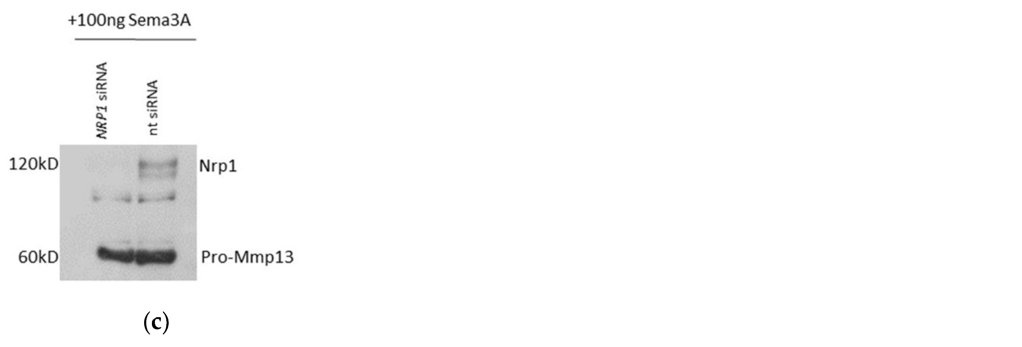 Ijms 23 14180 g005b Ijms 23 14180 g005b