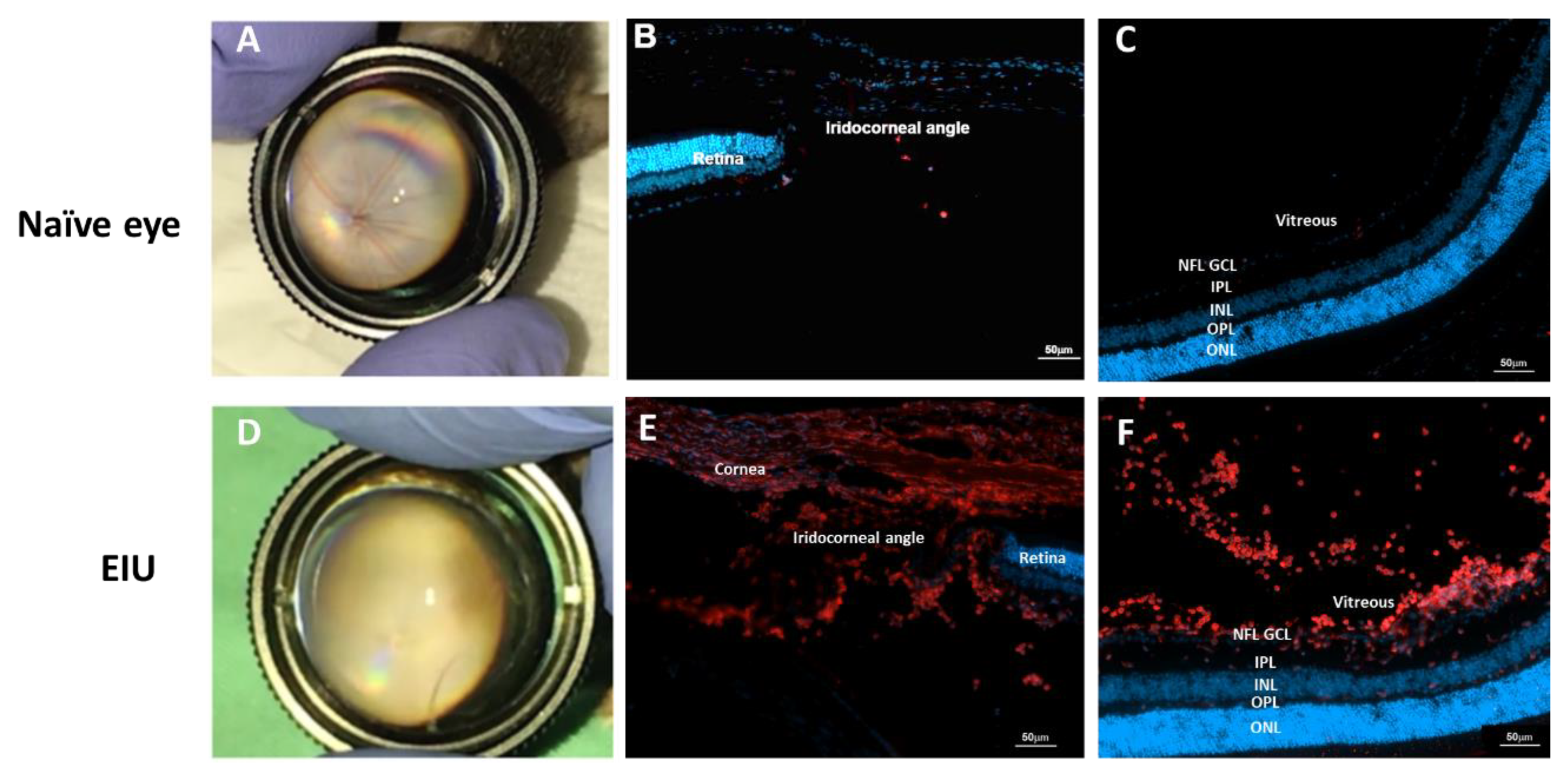 Ijms 23 14196 g001 Ijms 23 14196 g001