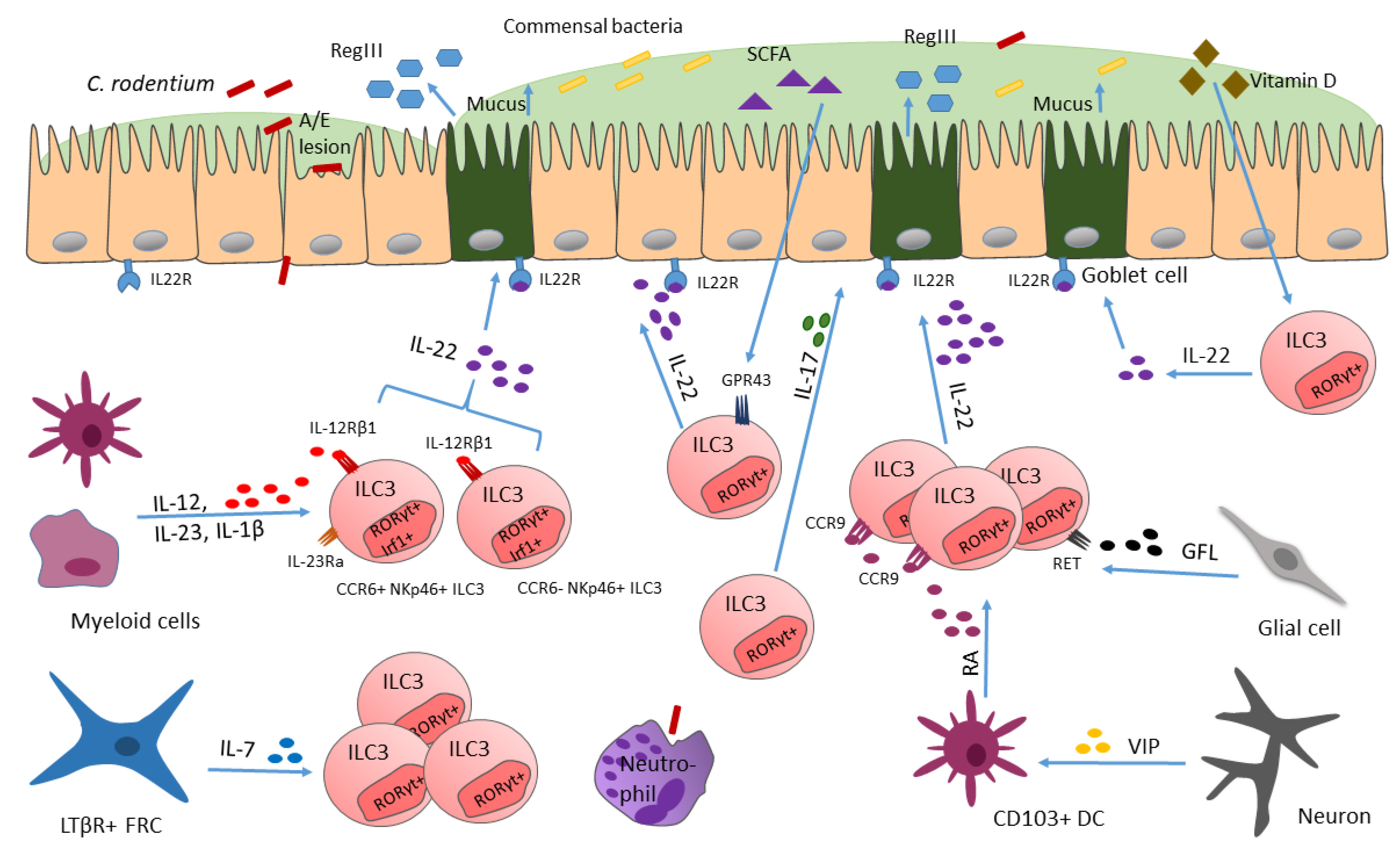 Ijms 23 14200 g002 Ijms 23 14200 g002