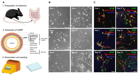 PROTAC® In Vivo Animal Test - Creative Biolabs