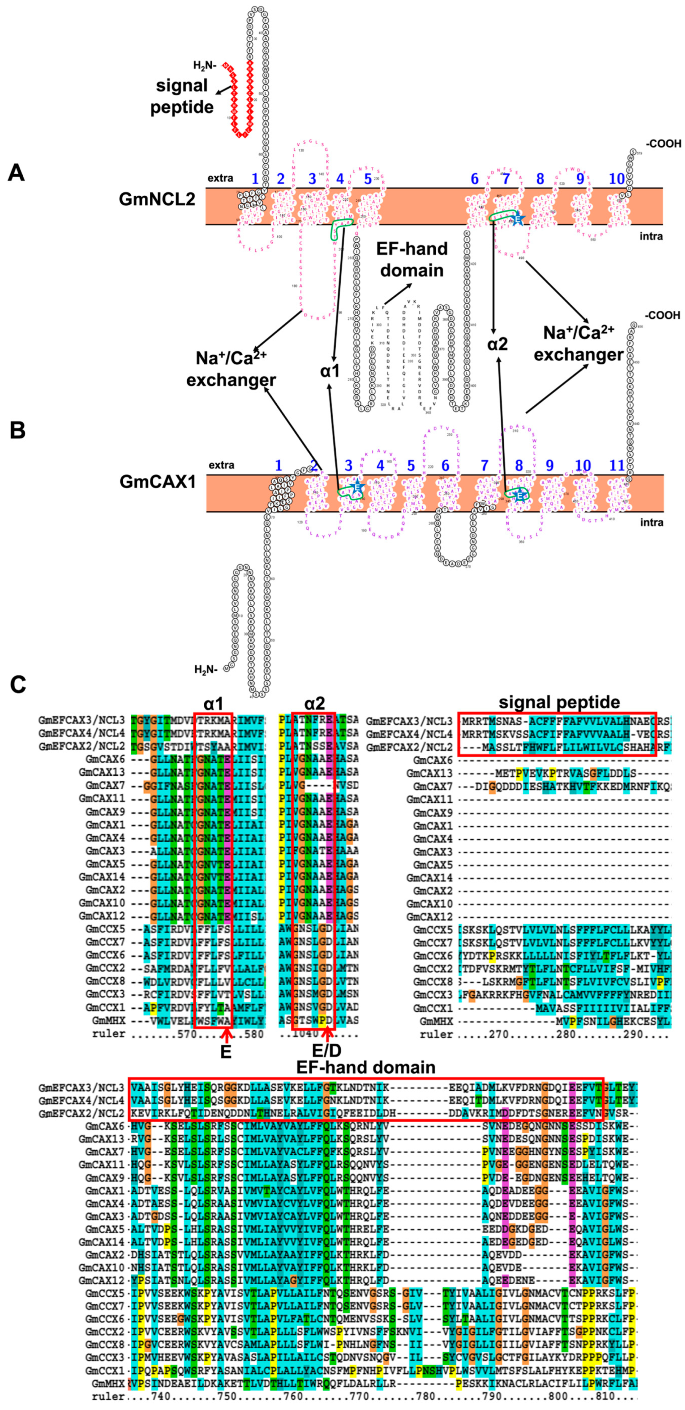 Ijms 23 14220 g003 Ijms 23 14220 g003