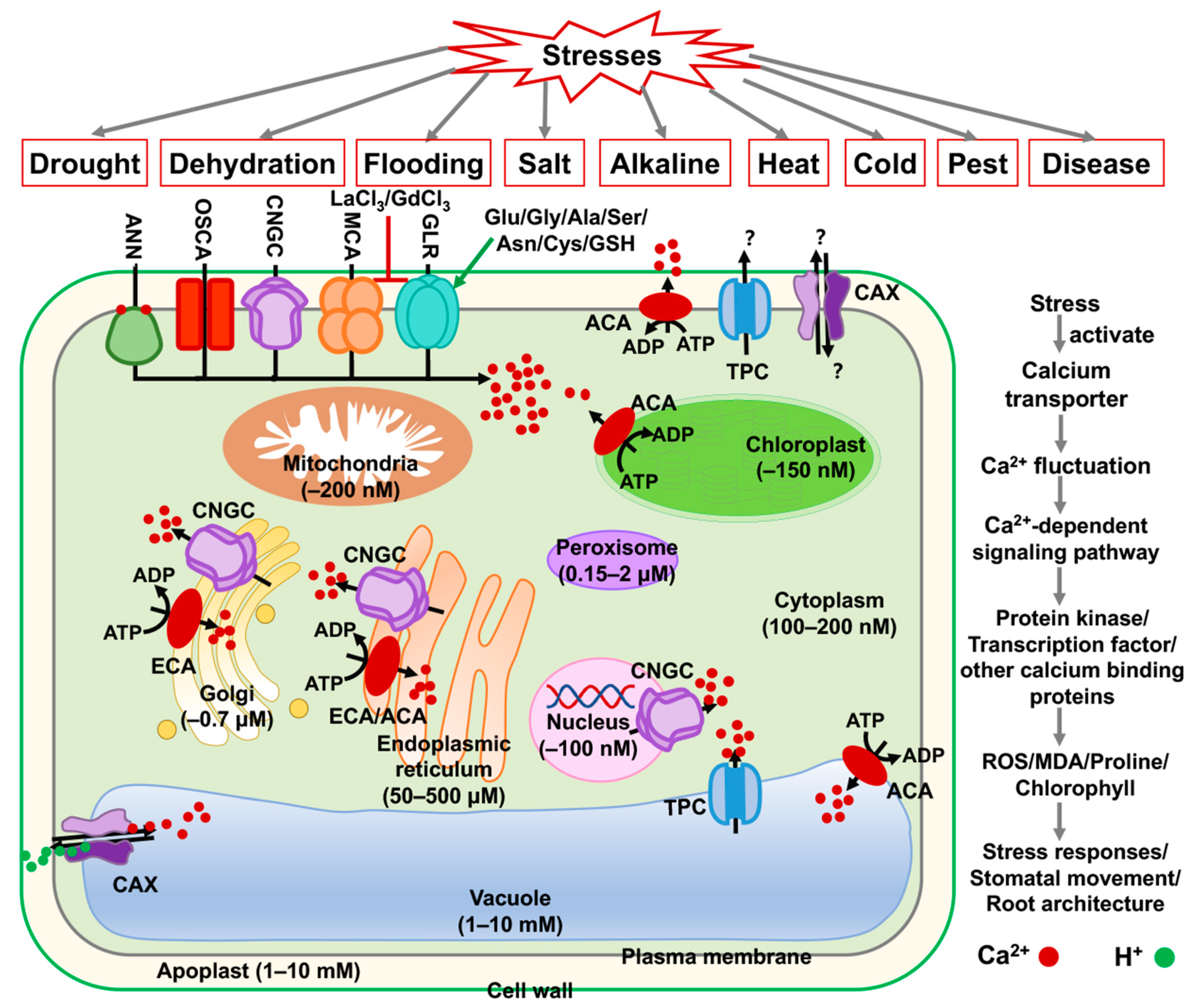 Ijms 23 14220 g010 Ijms 23 14220 g010