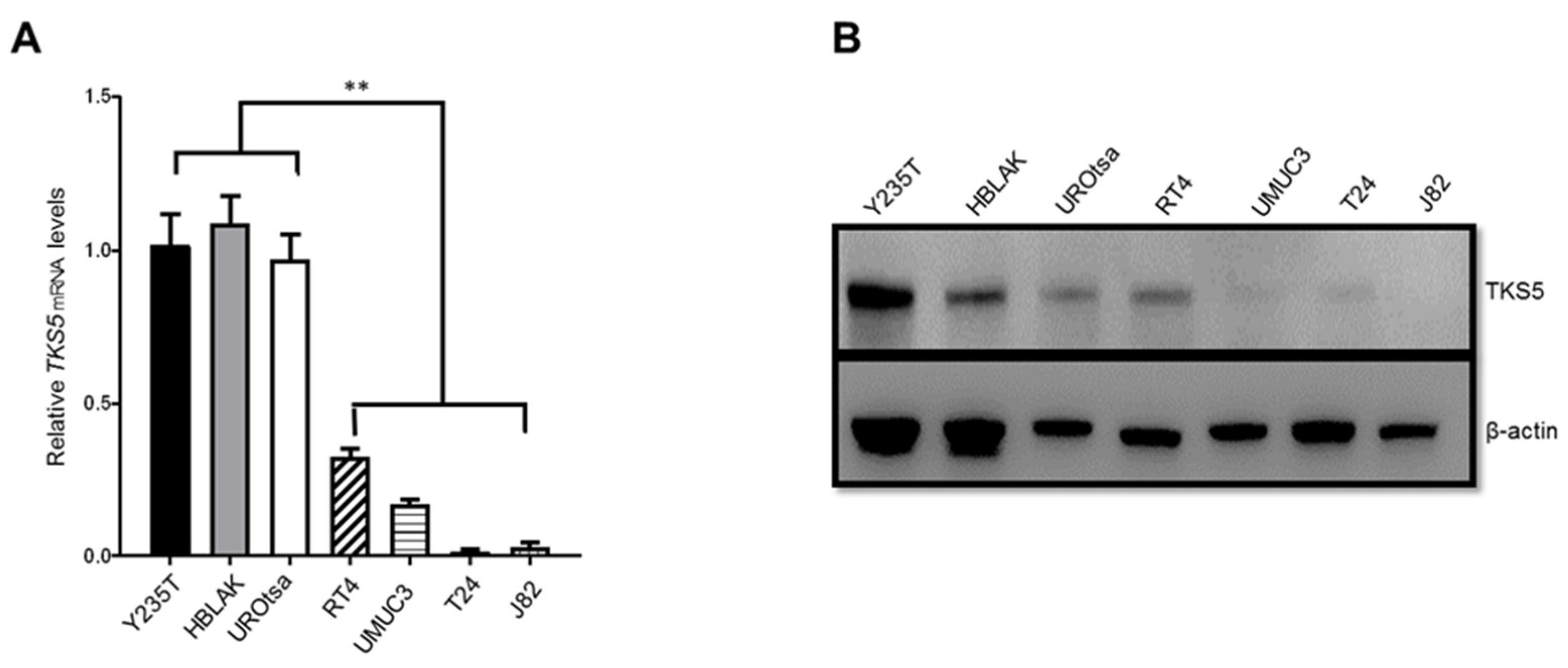 Ijms 23 14283 g002 Ijms 23 14283 g002