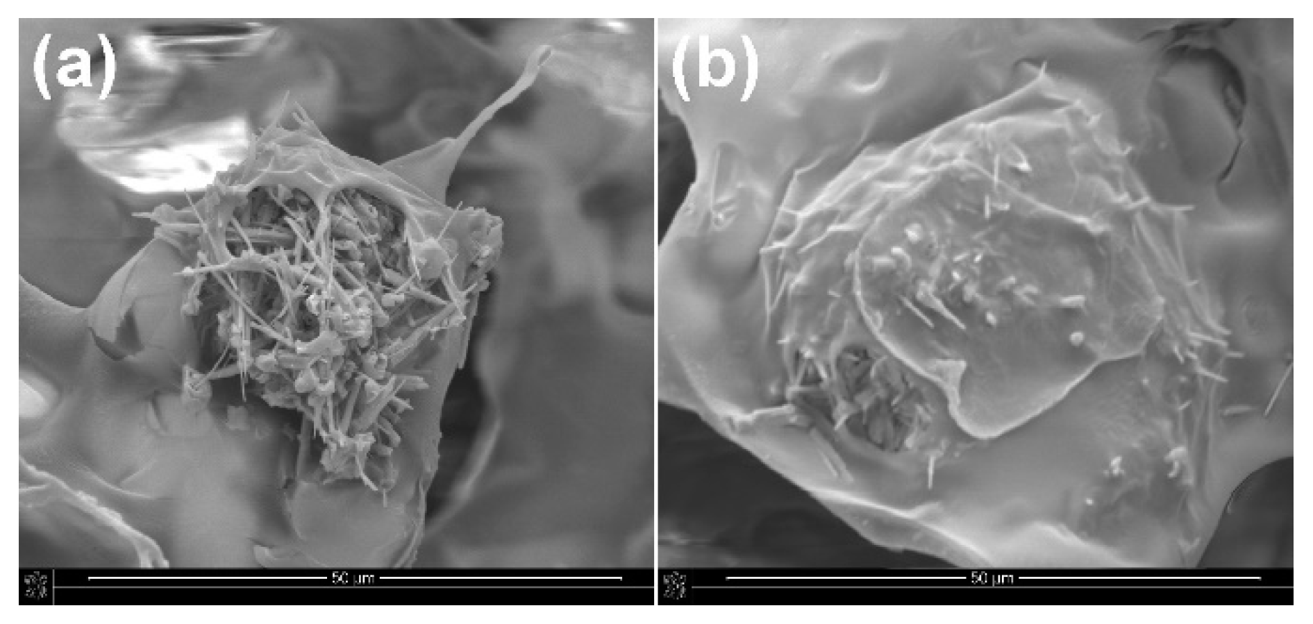 Ijms 23 14315 g006 Ijms 23 14315 g006