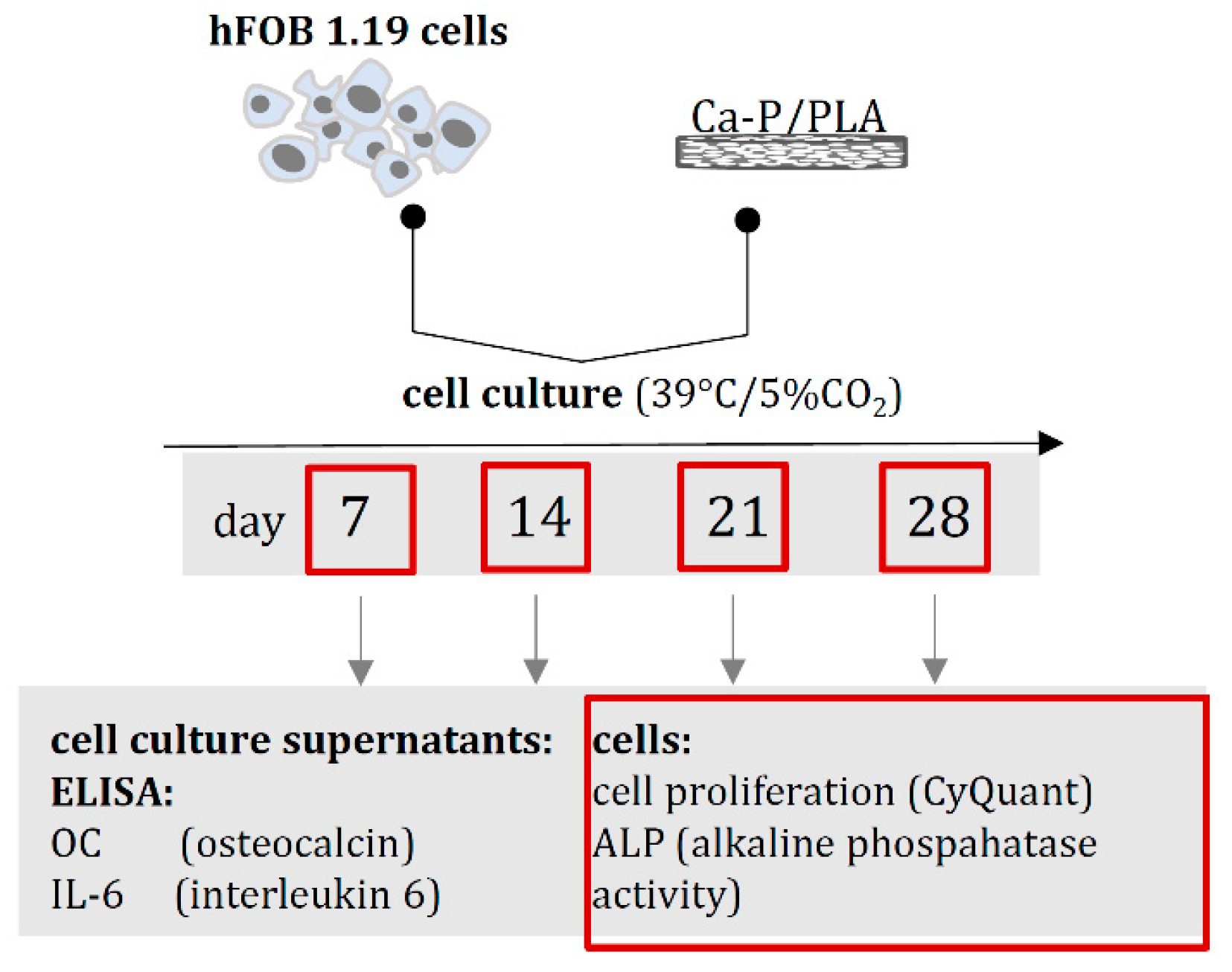 Ijms 23 14315 g017 Ijms 23 14315 g017
