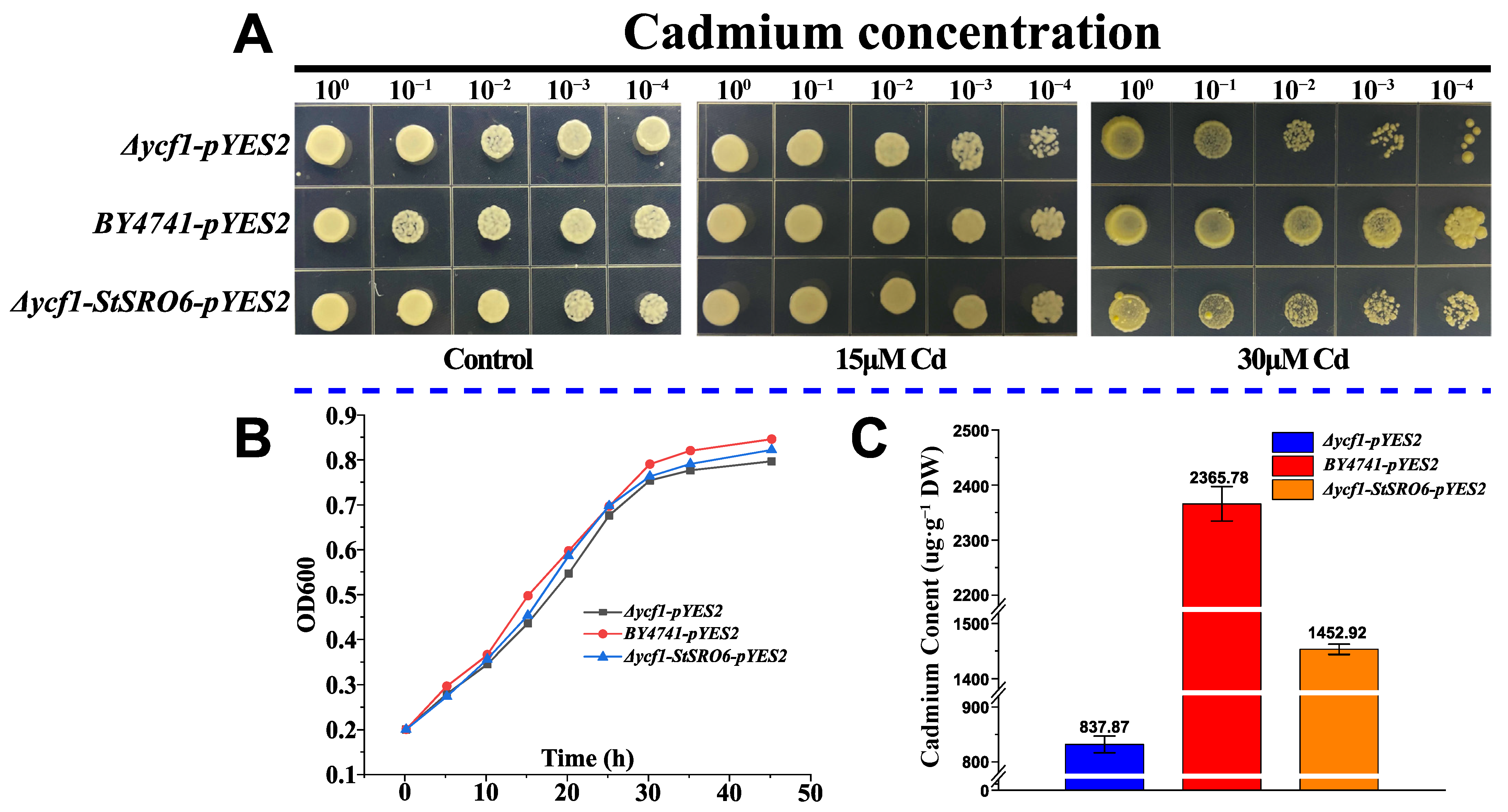 Ijms 23 14318 g007 Ijms 23 14318 g007
