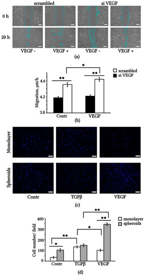 Ijms Free Full Text Paracrine And Autocrine Effects Of Vegf Are