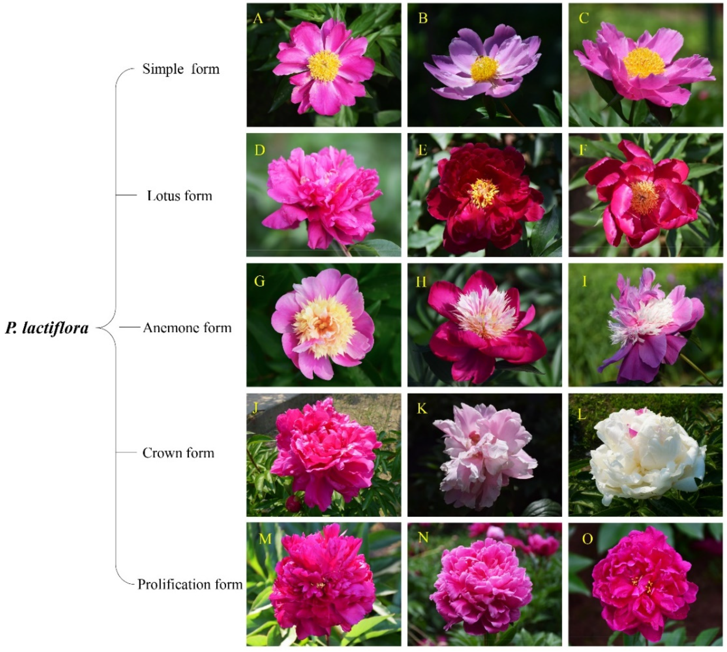 Ijms 23 14342 g008 Ijms 23 14342 g008