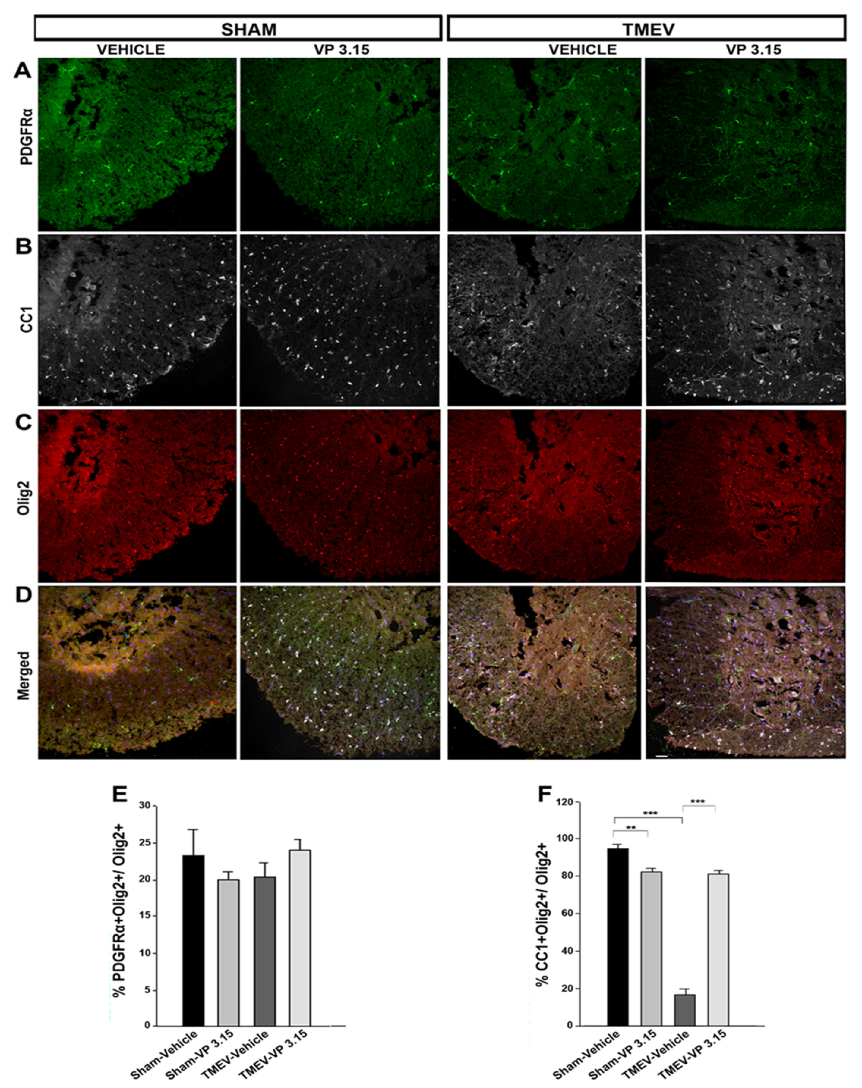 Ijms 23 14378 g004 Ijms 23 14378 g004