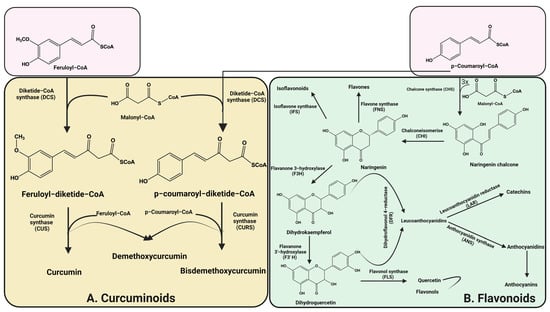 IJMS | Free Full-Text | Synthetic Pathways And The Therapeutic ...