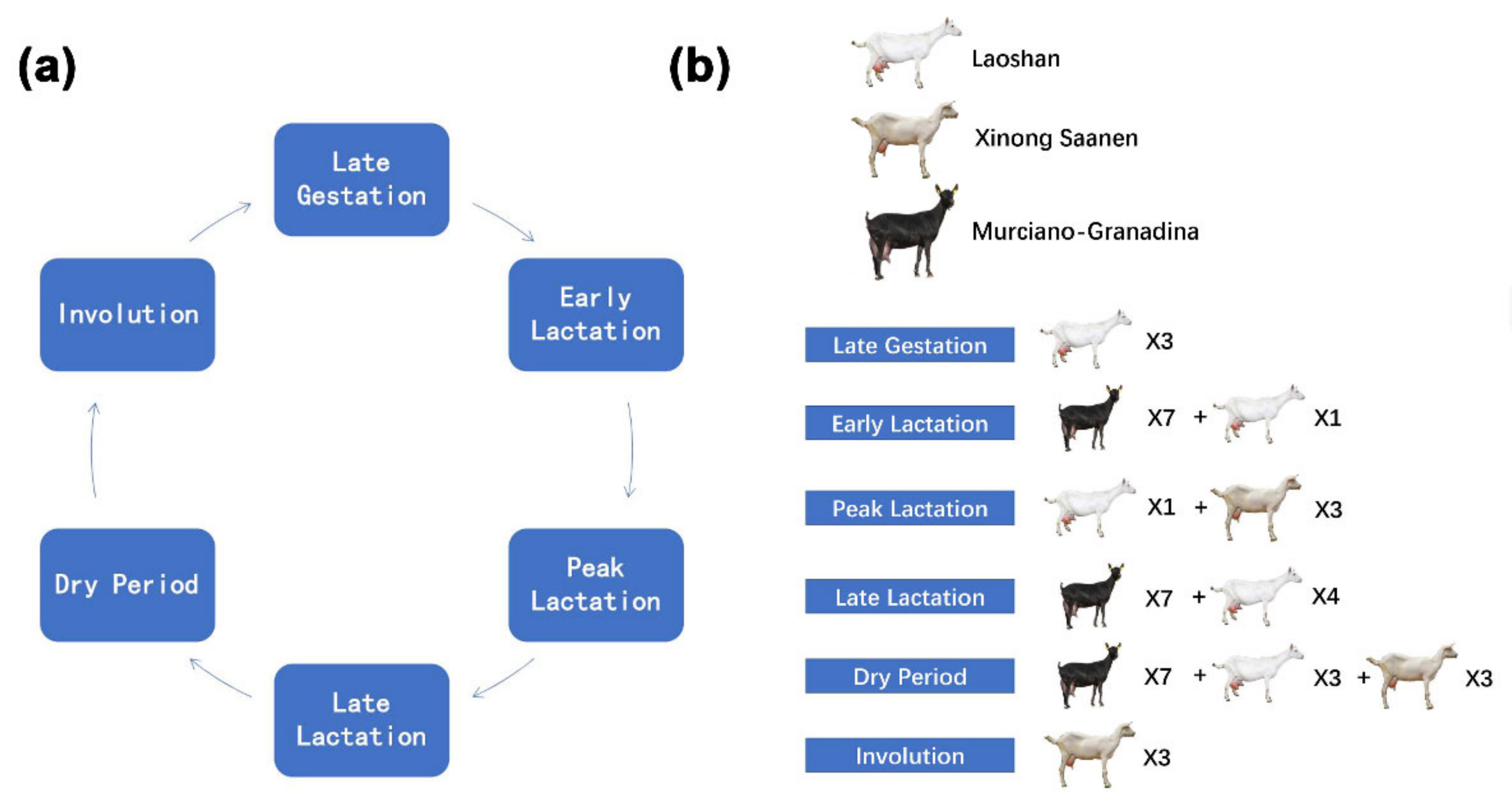 Ijms Free Full Text Transcriptome Analysis Of Goat Mammary Gland