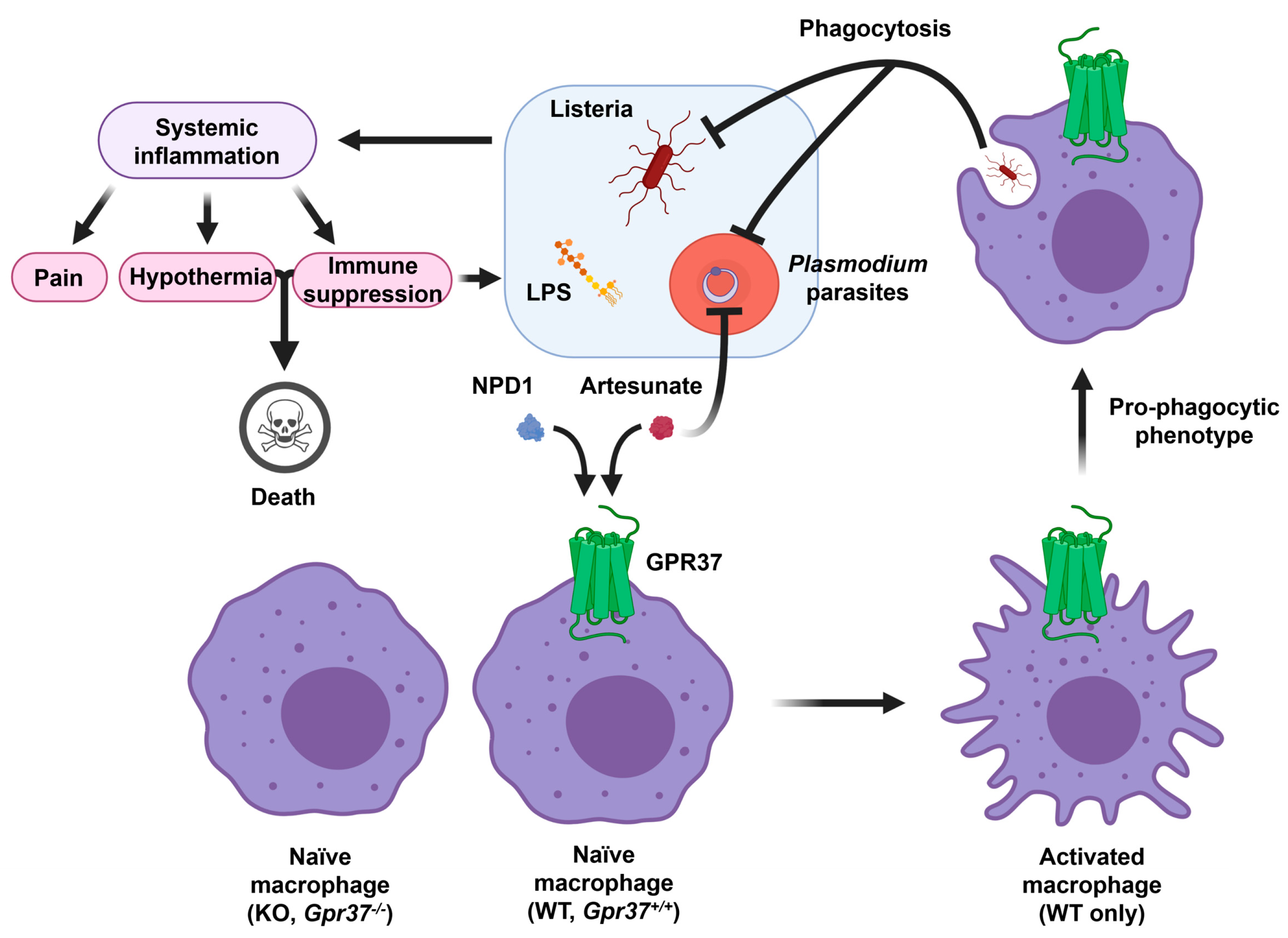 Ijms 23 14426 g005 Ijms 23 14426 g005