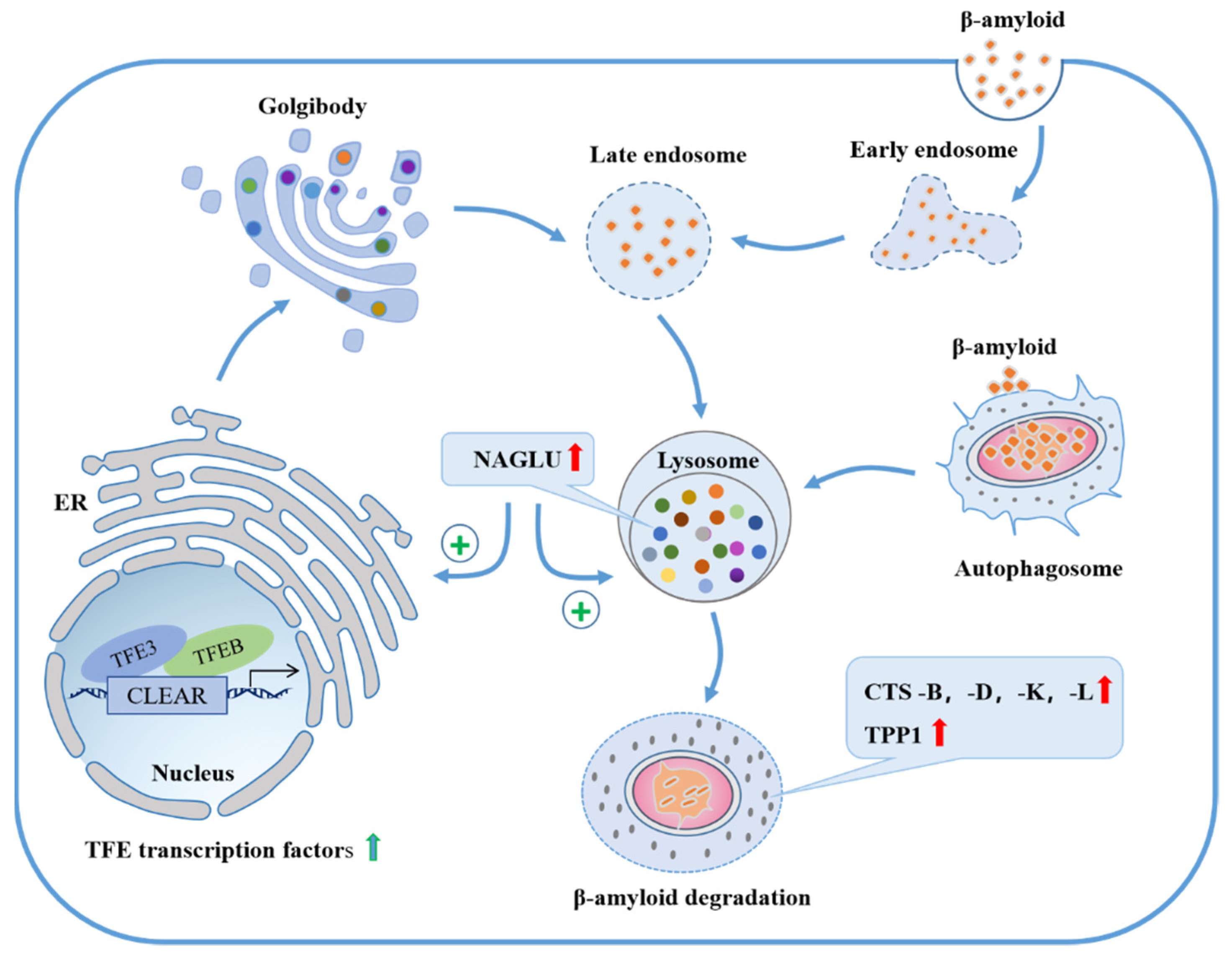 Ijms 23 14433 g007 Ijms 23 14433 g007