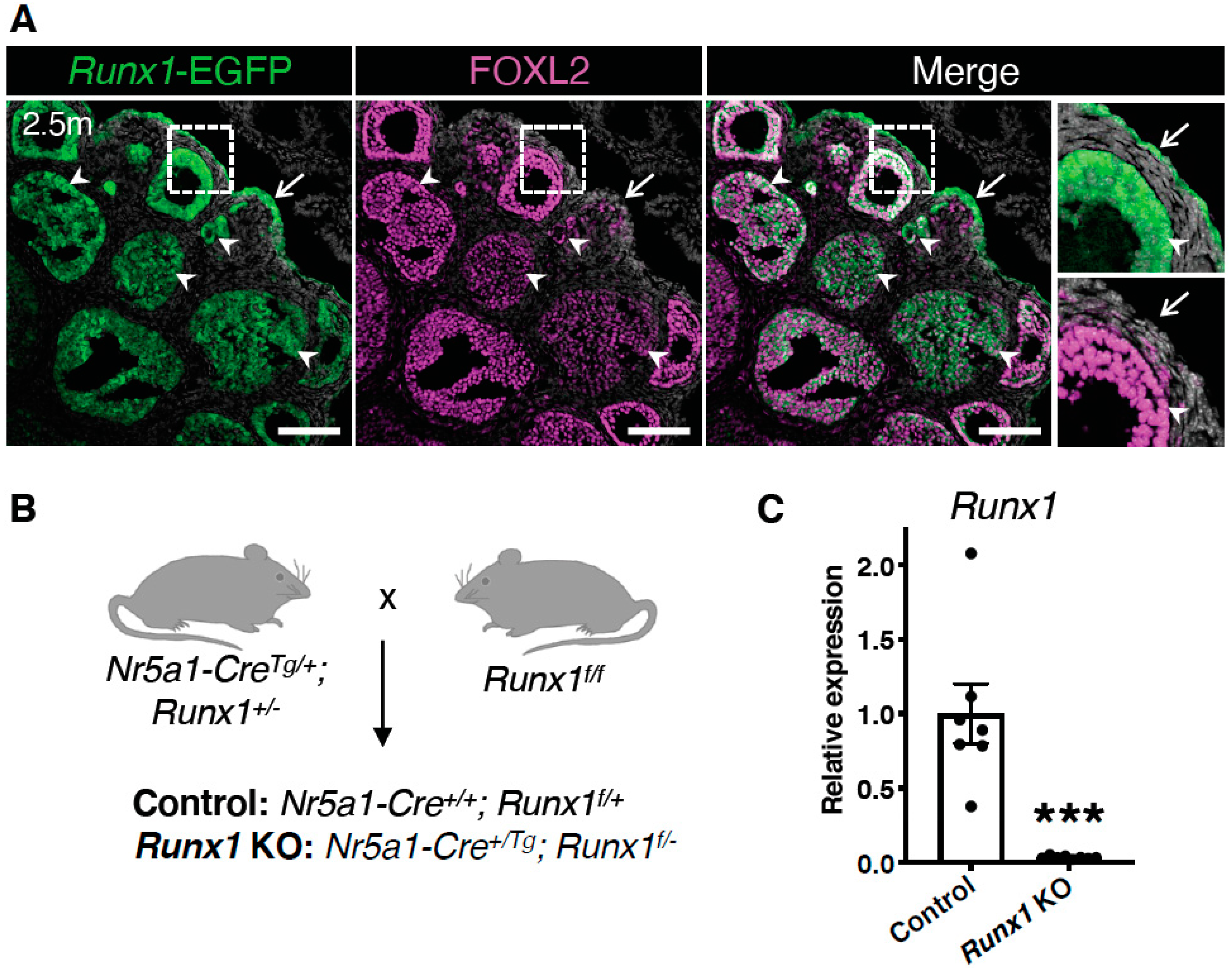 Ijms 23 14442 g001 Ijms 23 14442 g001