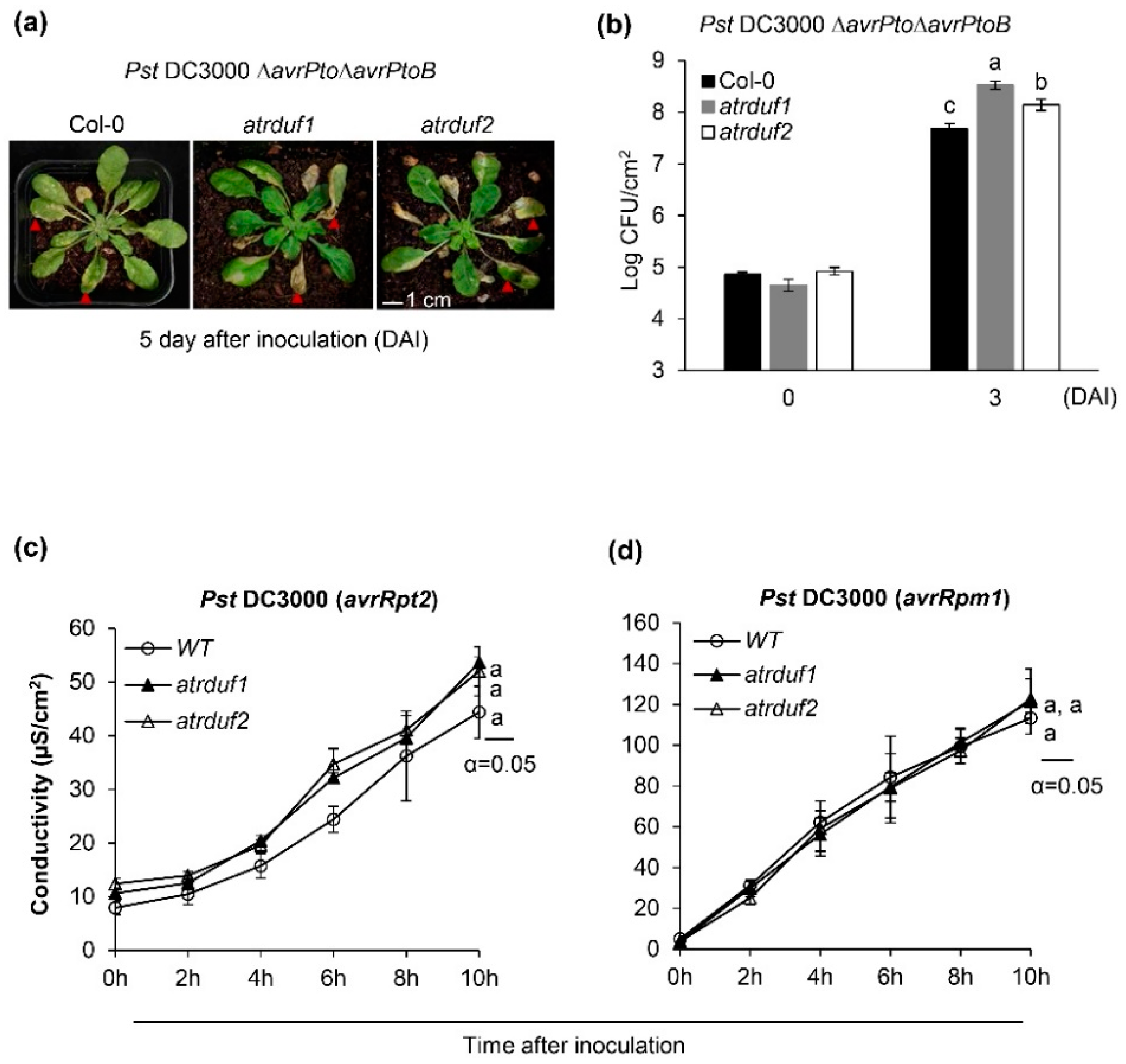 Generation of ROS by Pto DC3000 bacterial extracts in cerk1 mutant