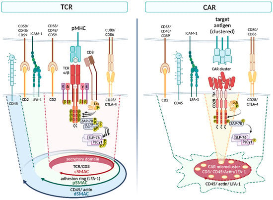 IJMS | Free Full-Text | Joining Forces For Cancer Treatment: From “TCR ...