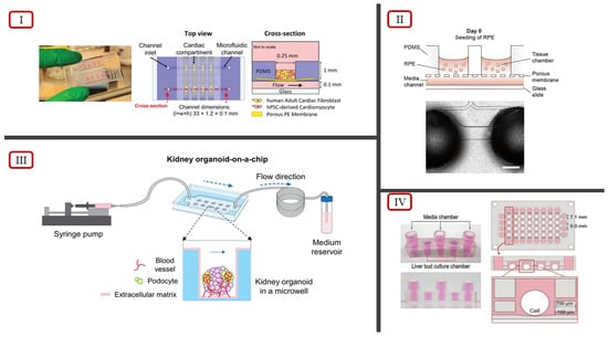 IJMS | Free Full-Text | Vascularization Strategies In 3D Cell Culture ...