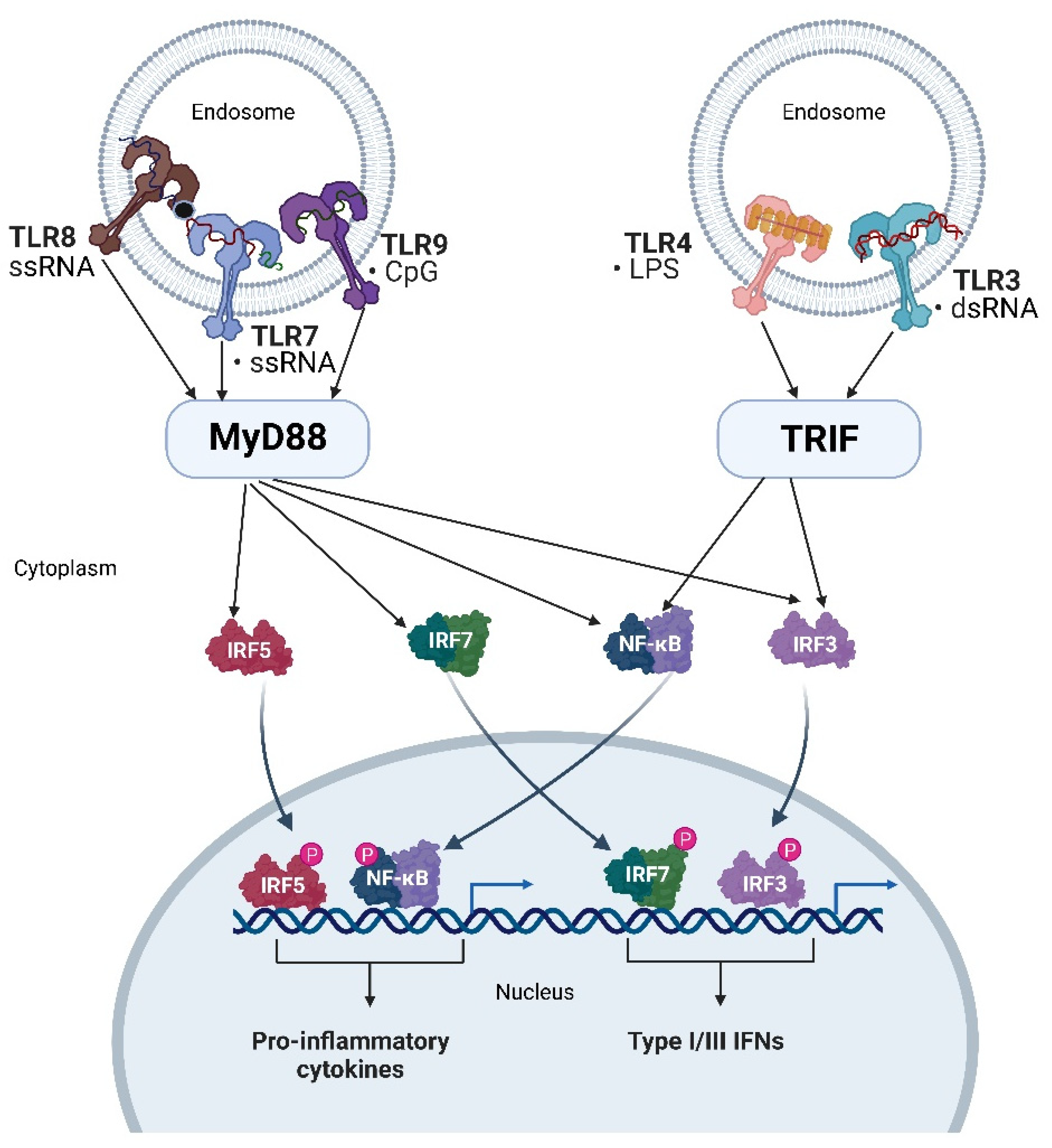 IJMS | Free Full-Text | Is There a Role for Immunoregulatory and 
