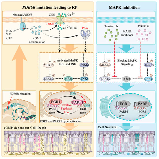 IJMS | Free Full-Text | Inhibition of the MAPK/c-Jun-EGR1 Pathway ...