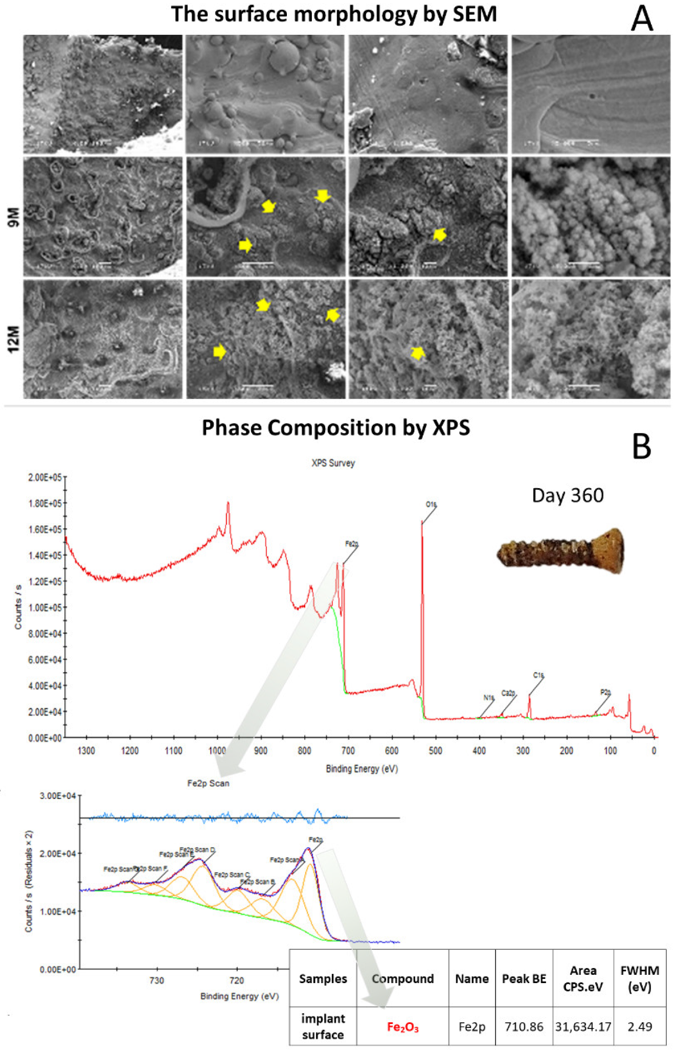 Ijms 23 14626 g002 Ijms 23 14626 g002