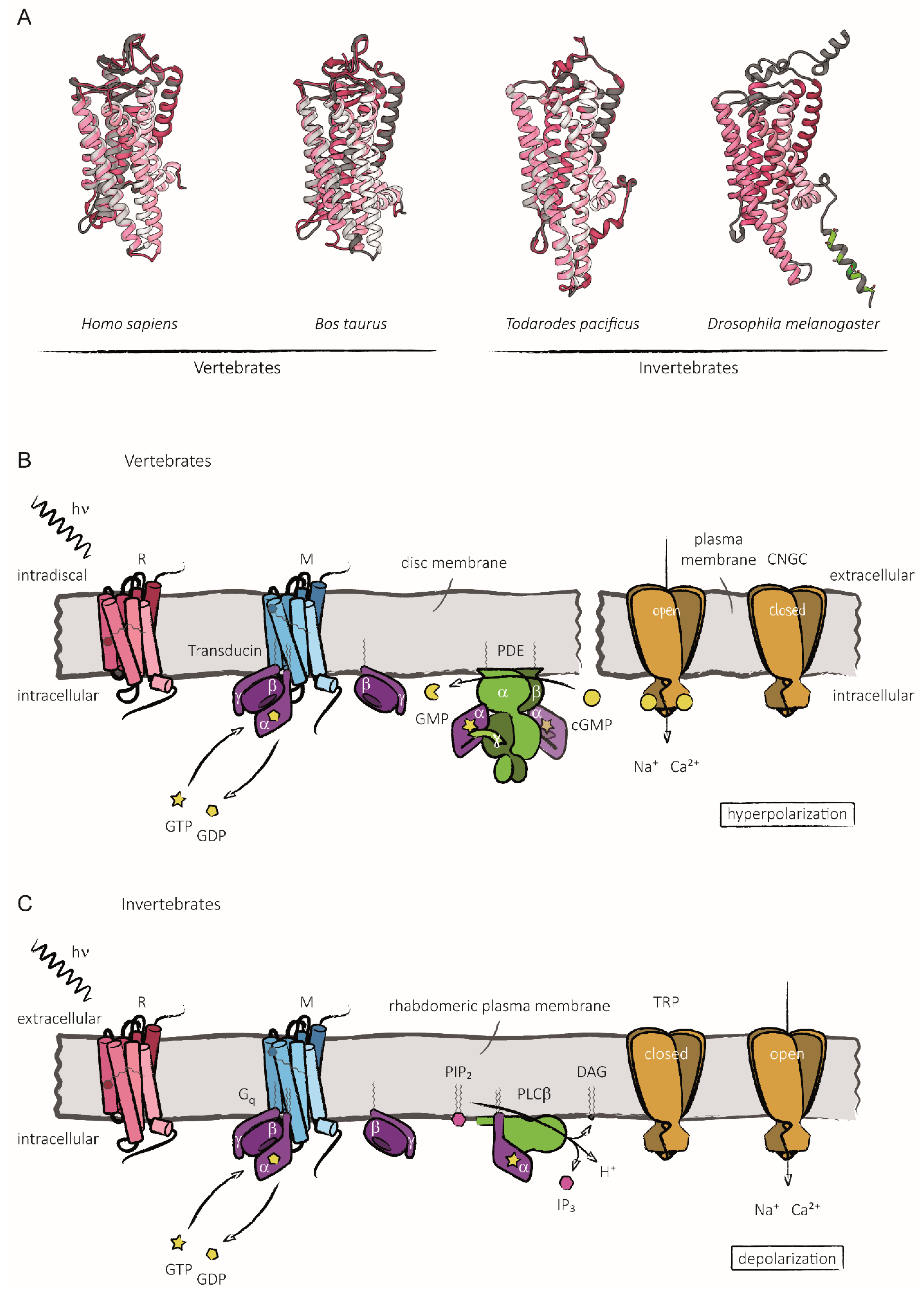 IJMS | Free Full-Text | The Role of Reversible Phosphorylation of  Drosophila Rhodopsin