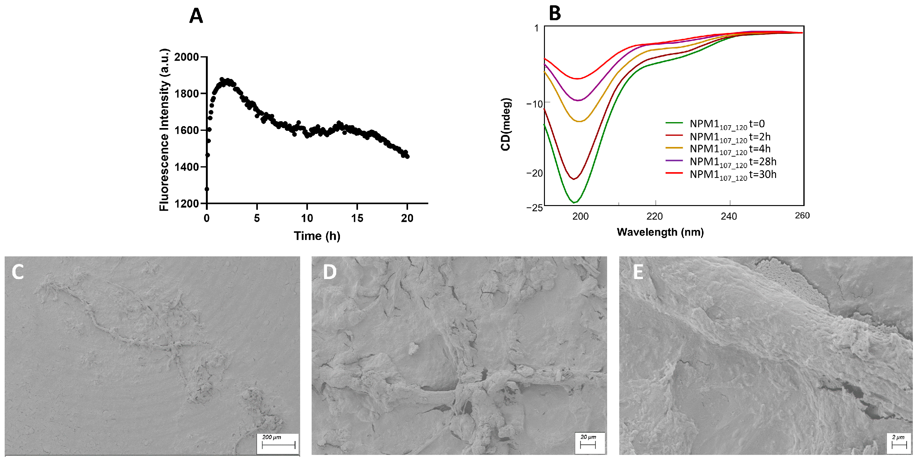 Ijms 23 14704 g004 Ijms 23 14704 g004