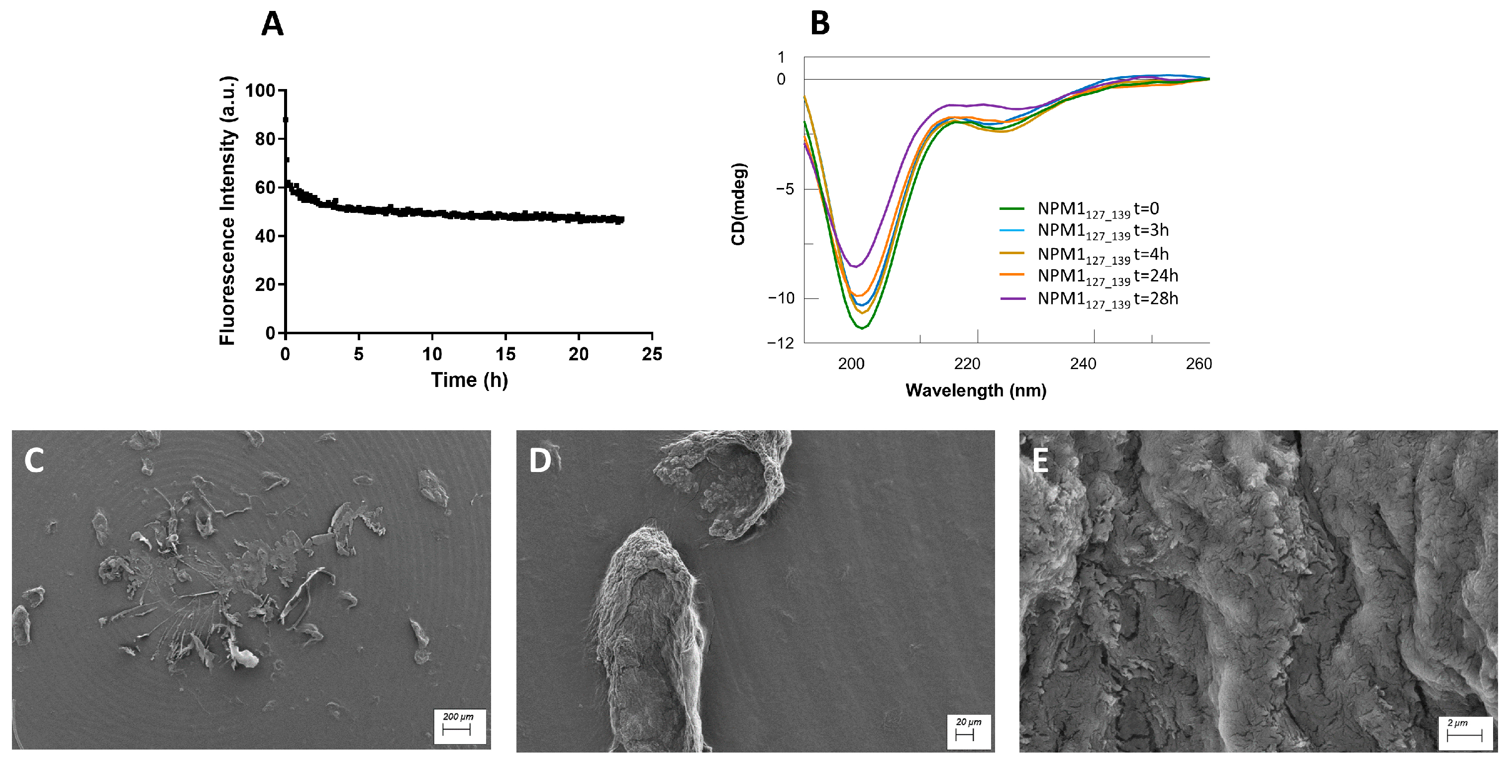 Ijms 23 14704 g006 Ijms 23 14704 g006