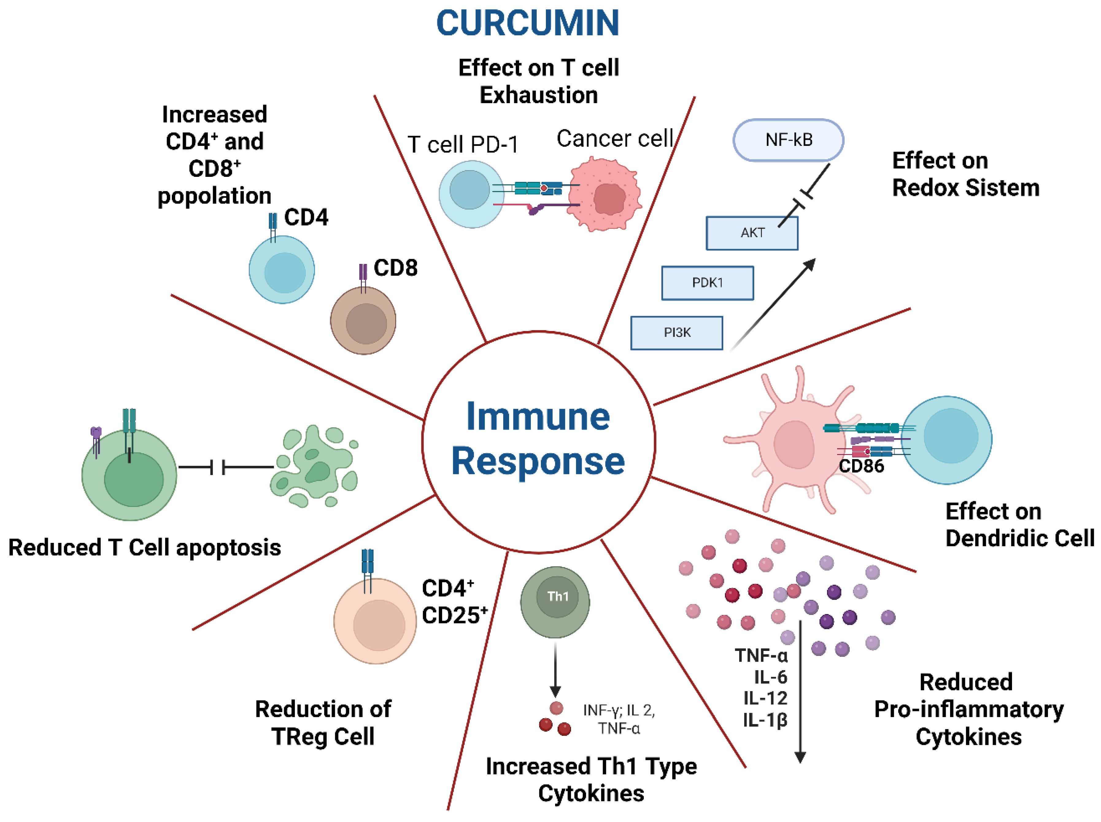 IJMS Free Full Text The Impact of Curcumin on Immune Response