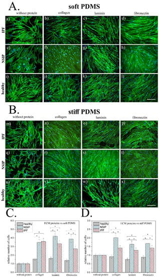 IJMS | Free Full-Text | Cell-Specific Response Of NSIP- And IPF-Derived ...