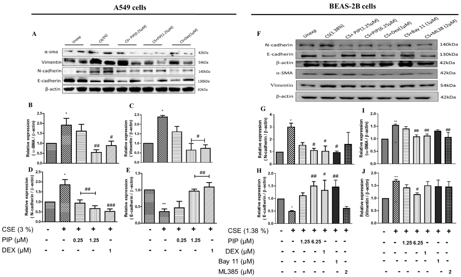 Ijms 23 14722 g004 Ijms 23 14722 g004