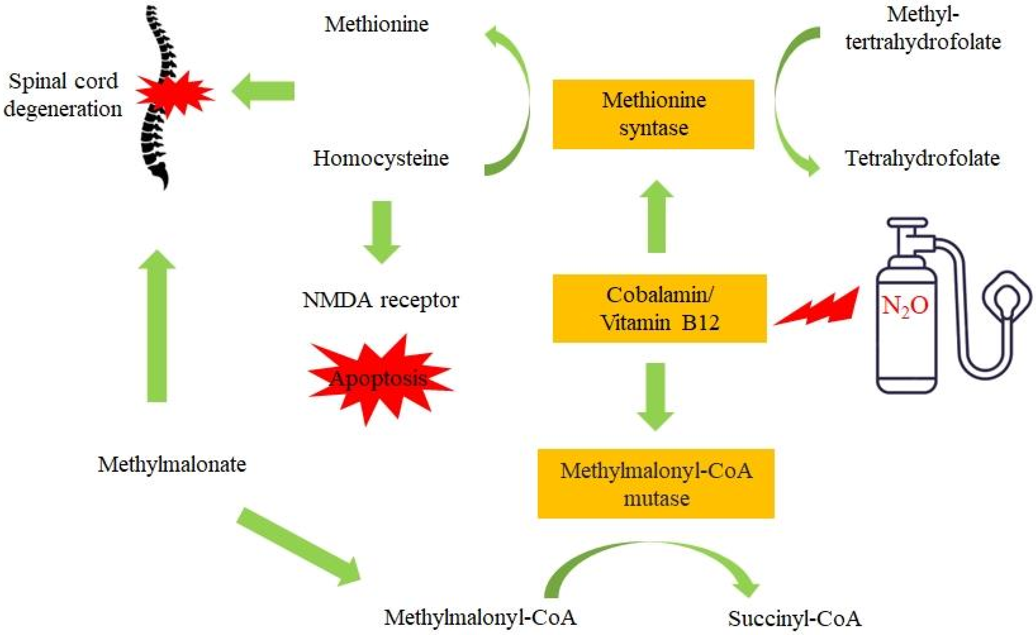 IJMS | Free Full-Text | Mechanisms Involved in the Neurotoxicity and Abuse  Liability of Nitrous Oxide: A Narrative Review