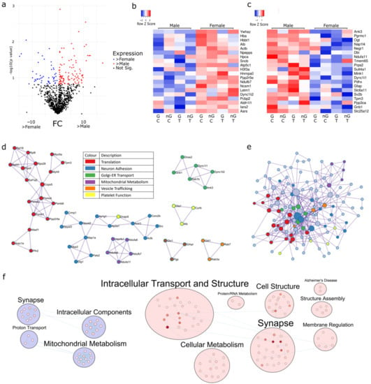 Ijms Free Full Text Respirasome Proteins Are Regulated By Sex Hormone Interactions In The Brain 1815