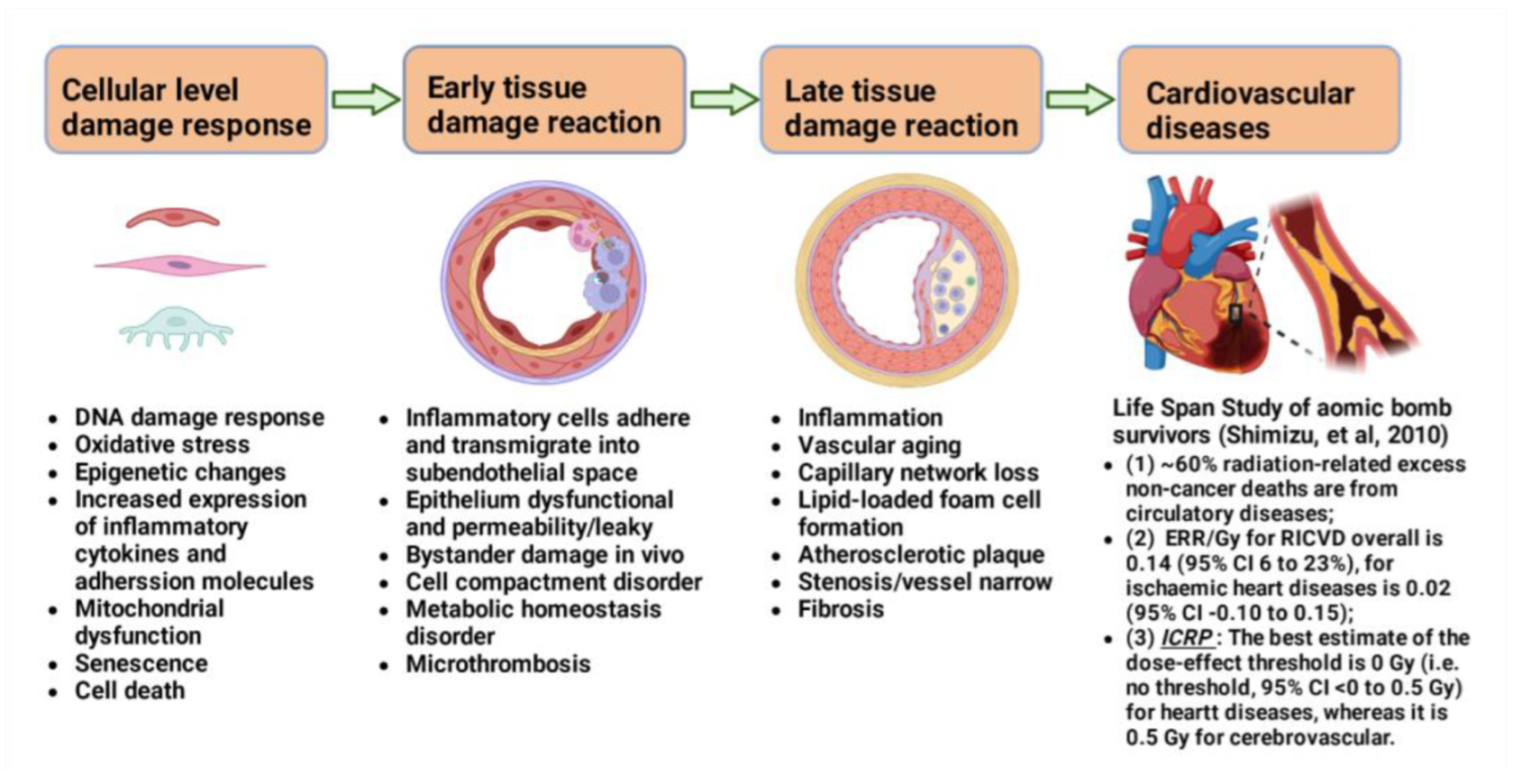 IJMS | Free Full-Text | Tissue Reactions and Mechanism in Cardiovascular  Diseases Induced by Radiation