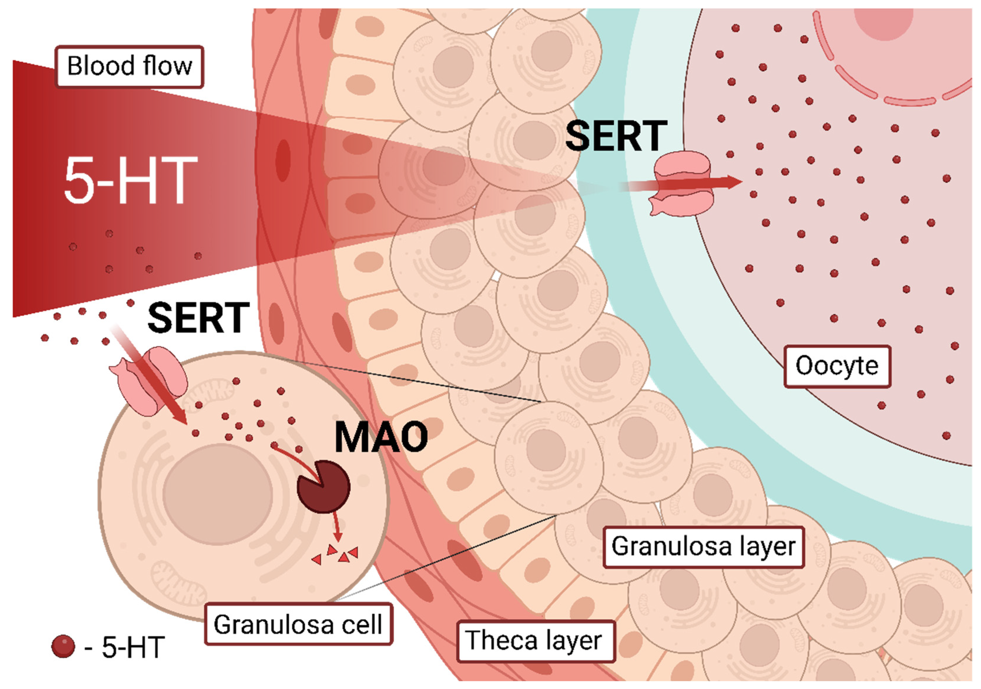 granulosa cells