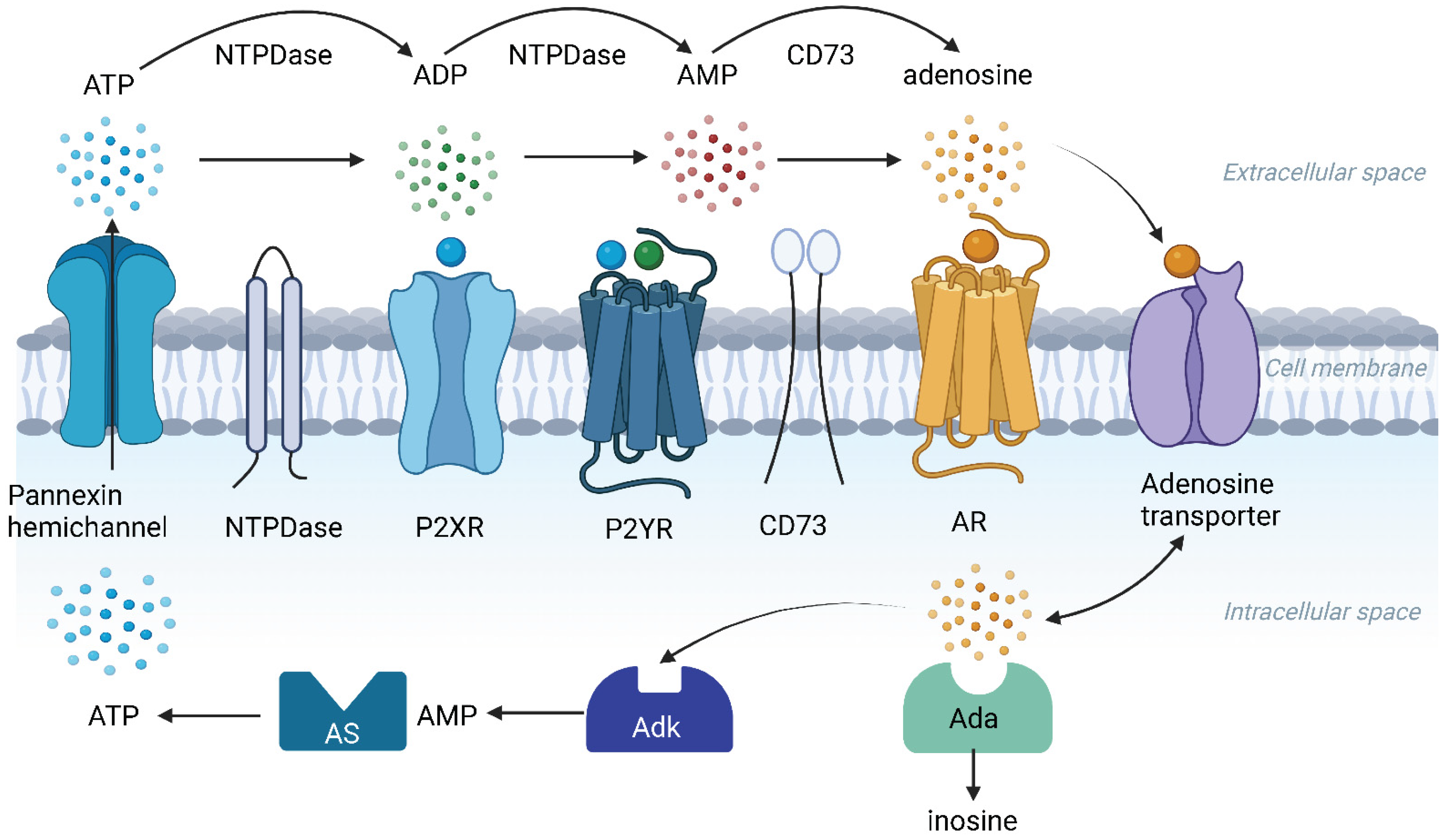 Ijms 23 14874 g002 Ijms 23 14874 g002